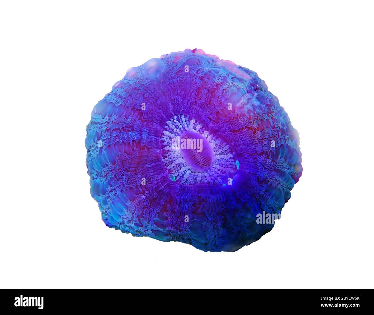 Donut colorato LPS Corallo - (Acanthophyllia deshayesiana) Foto Stock