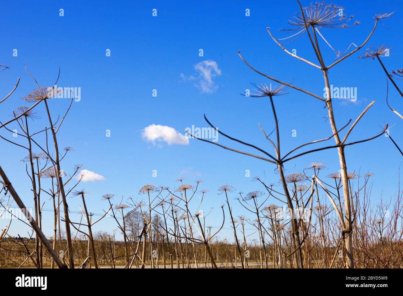 Asciugare il cow-pastinaca su sfondo cielo Foto Stock