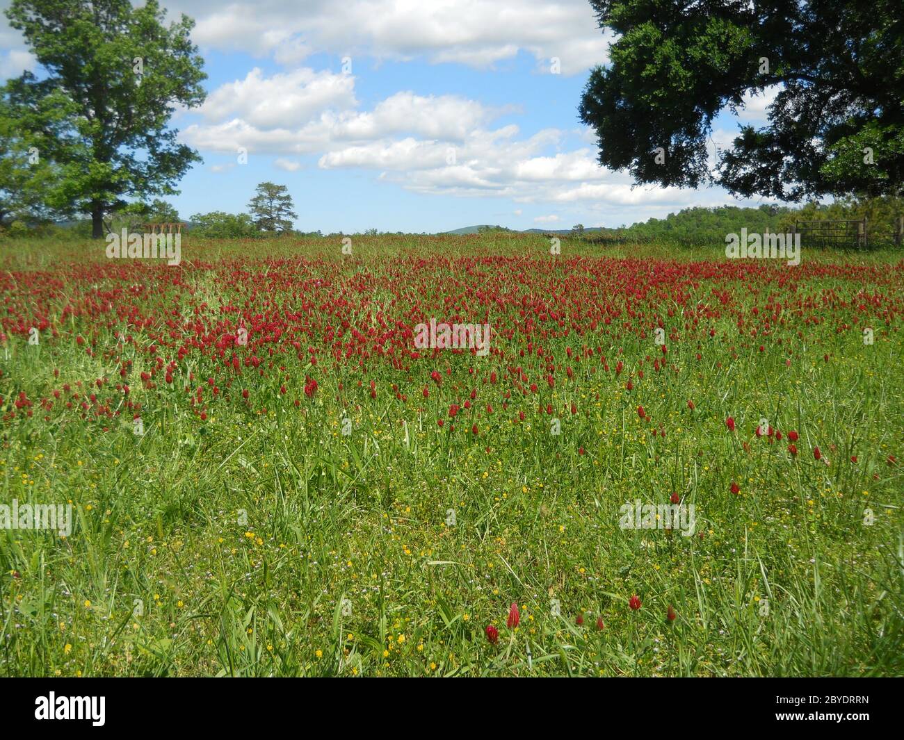 Un prato verde con trifoglio cremisi fiorente, concetto per la vita di campagna, la vita, lo stile di vita, la pace, rurale, primavera, estate Foto Stock