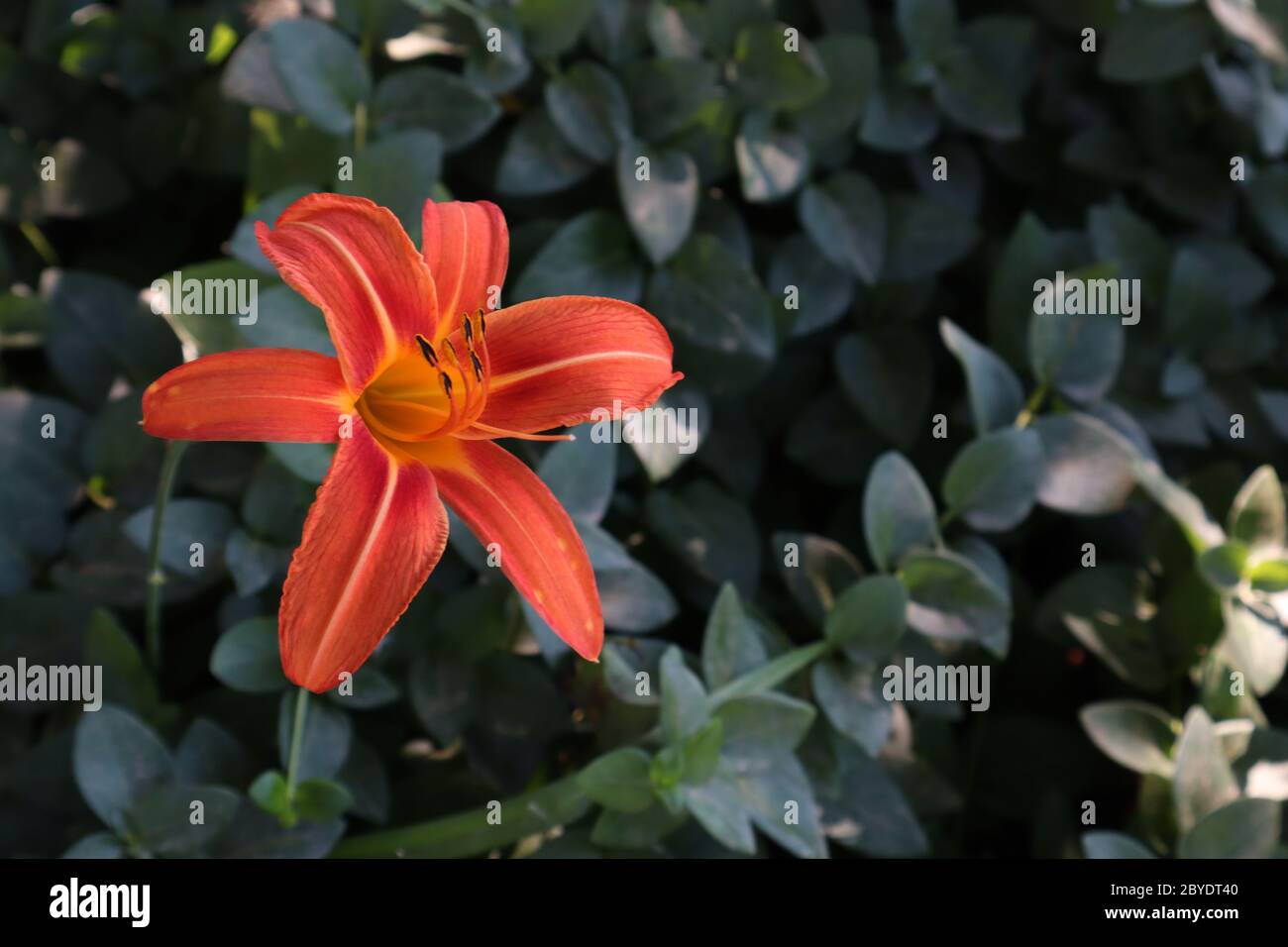 Un giglio arancione brillante e brillante in pieno fiore contrasta con fogliame verde scuro, spazio per il testo, copia, concetto per la primavera, botanica, giardinaggio, Foto Stock