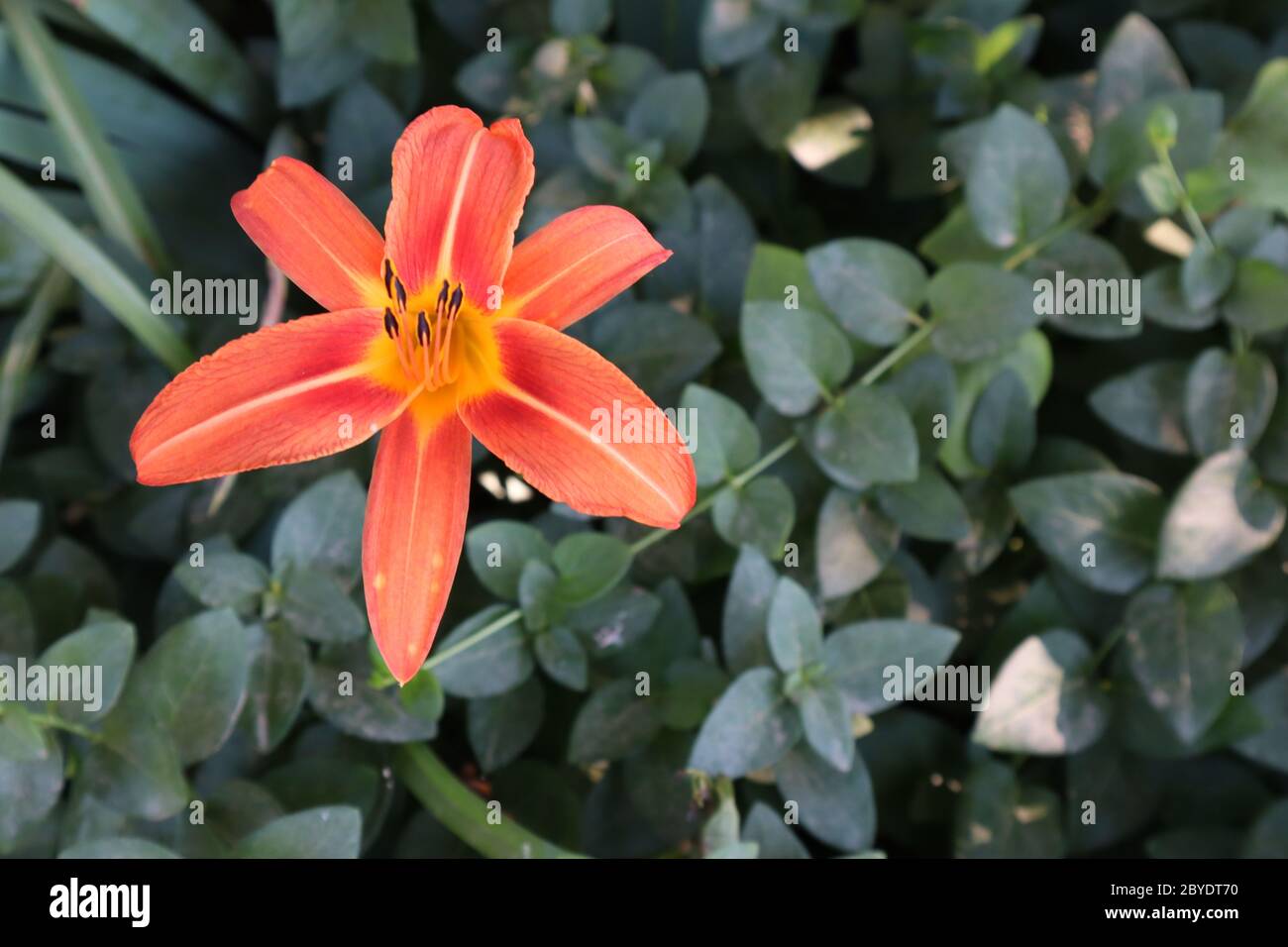 Un giglio arancione brillante e brillante in pieno fiore contrasta con fogliame verde scuro, spazio per il testo, copia, concetto per la primavera, botanica, giardinaggio, Foto Stock