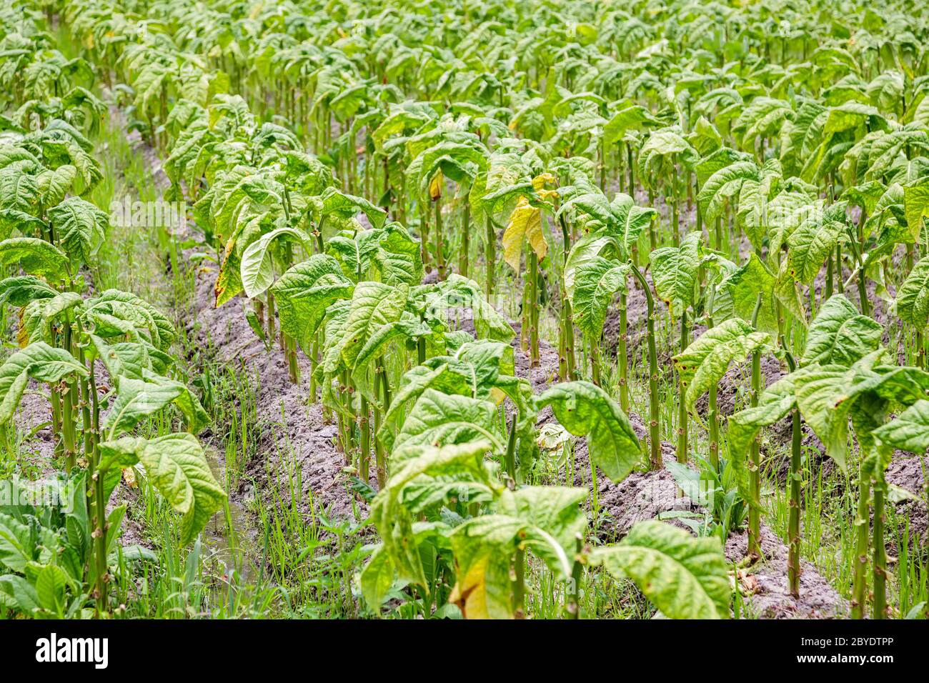 Colture di foglie di tabacco che crescono in campo di piantagione di tabacco prima del raccolto in Fujian, Cina Foto Stock