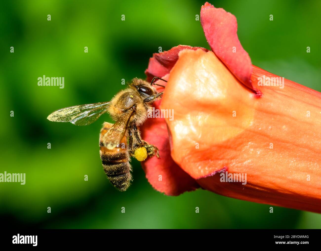 L'ape occidentale del miele o l'ape europea del miele (Apis mellifera) su fiore della vite della trombetta Foto Stock