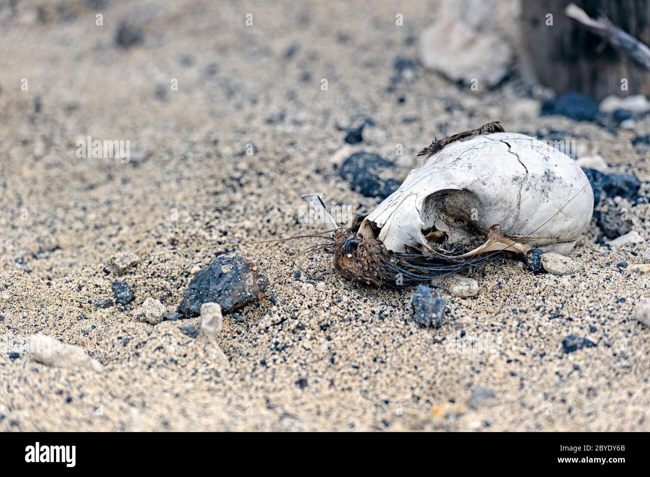 Cranio decadente di un Leone di mare di Galapagos (Zalophus wollebaeki). Isole Galapagos, Ecuador Foto Stock