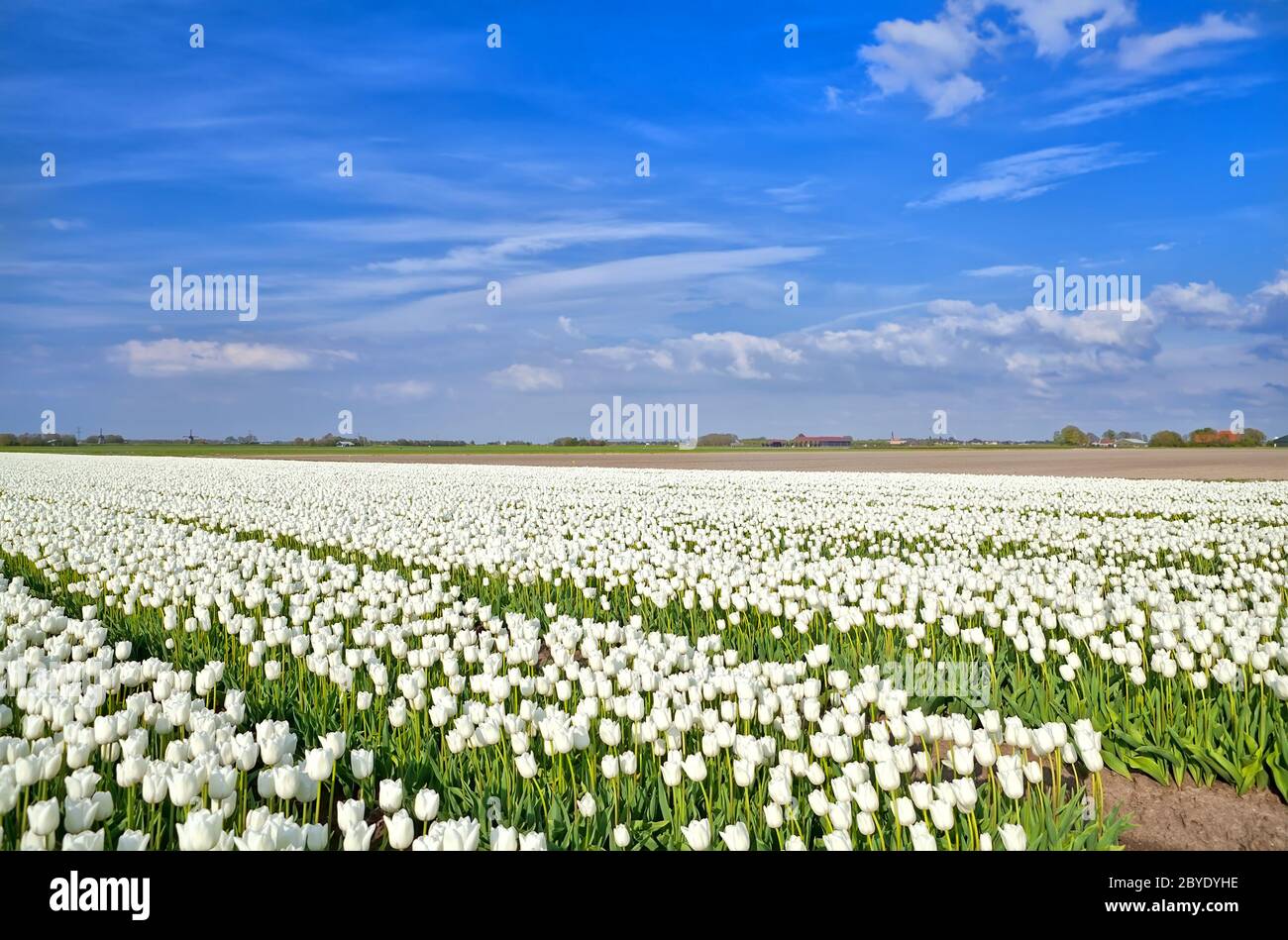 Campi con tulipani bianchi, Alkmaar Foto Stock