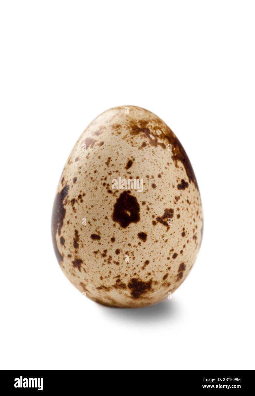 Uovo di quaglia Foto Stock