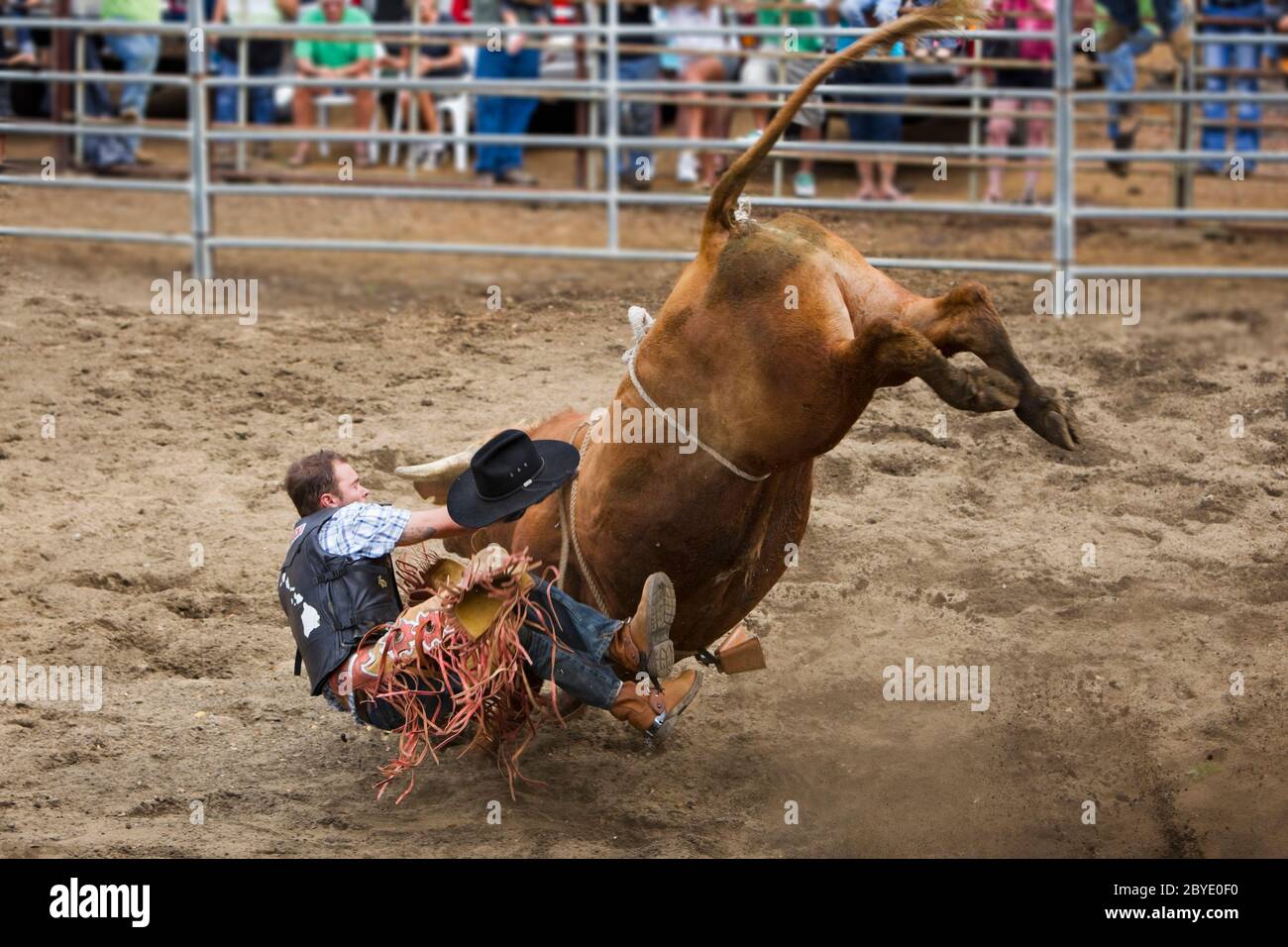 Bull rider (modello rilasciato) gettato da bull (proprietà rilasciata) al rodeo in Hawaii. Foto Stock