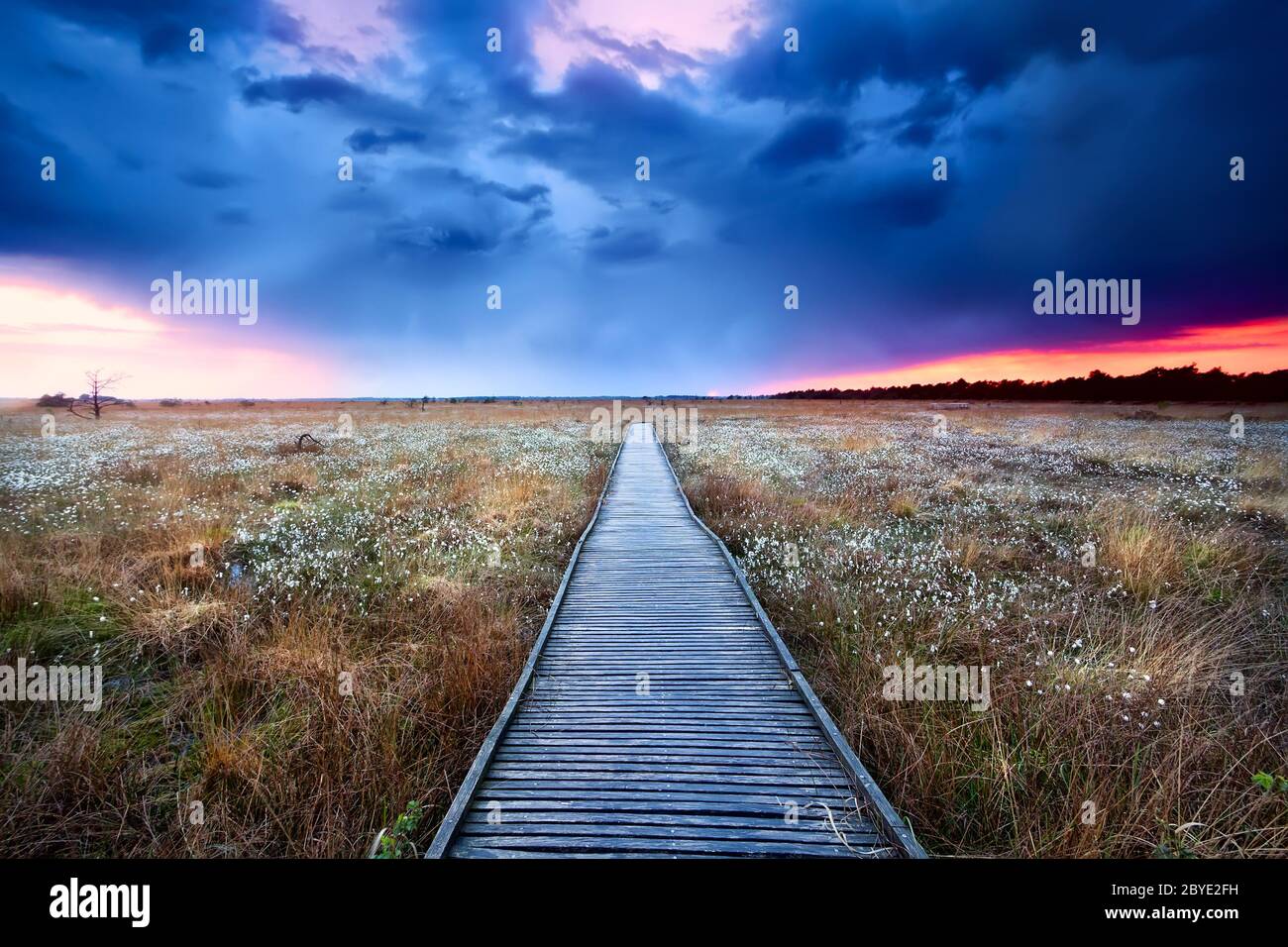 sentiero in legno sulla palude al tramonto Foto Stock