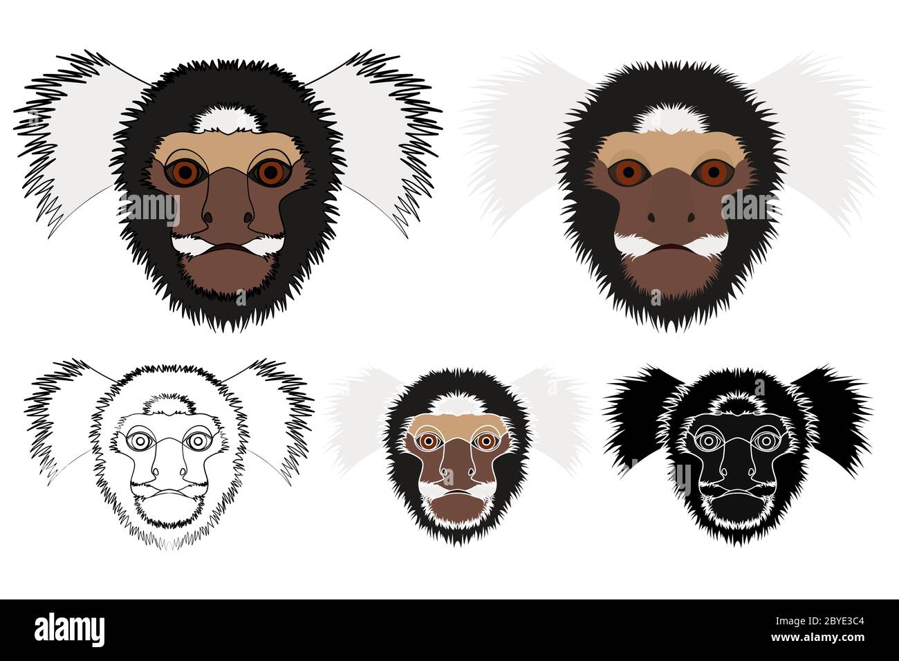 scimmia di marmoset comune nella vista faccia Illustrazione Vettoriale