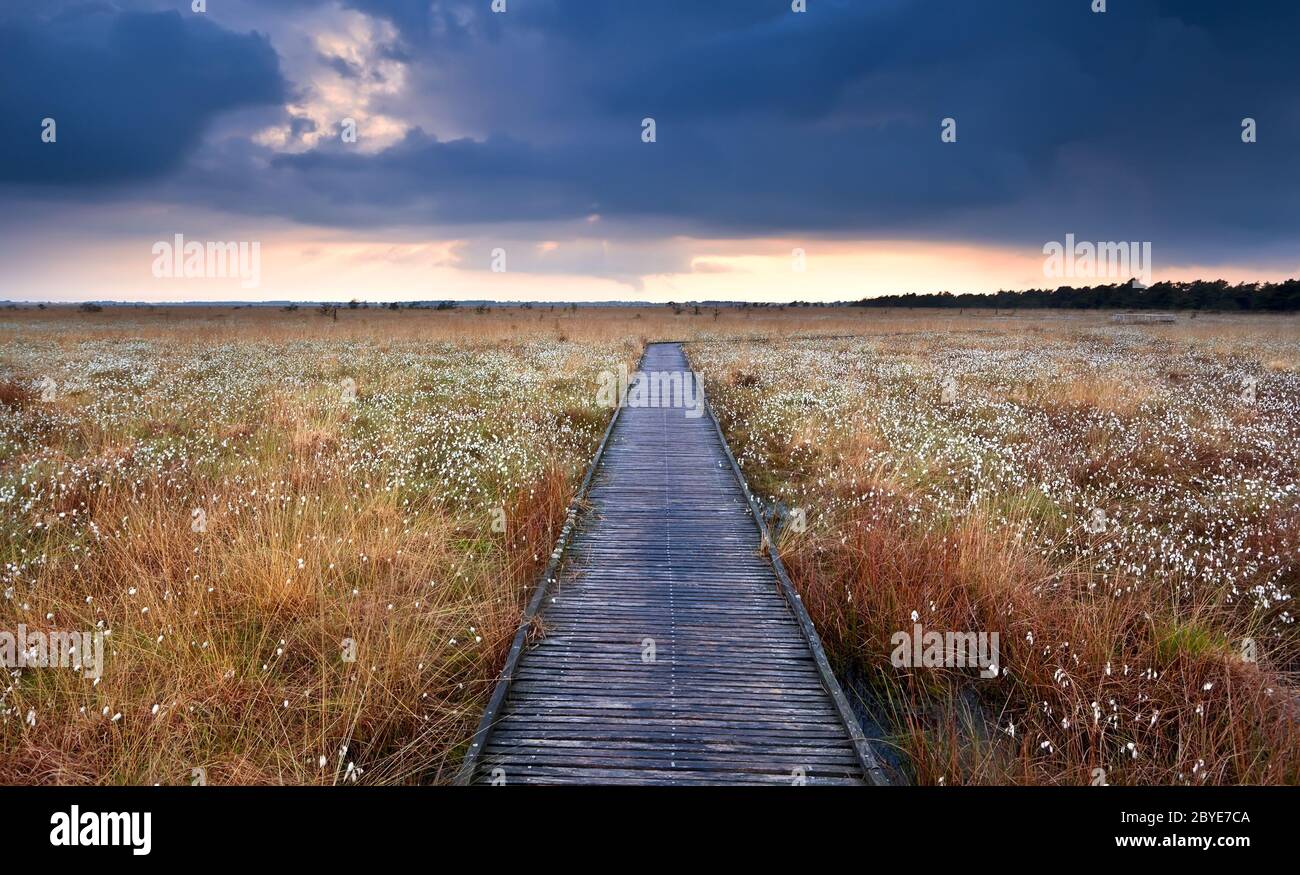 percorso in legno sulla palude con erba di cotone Foto Stock