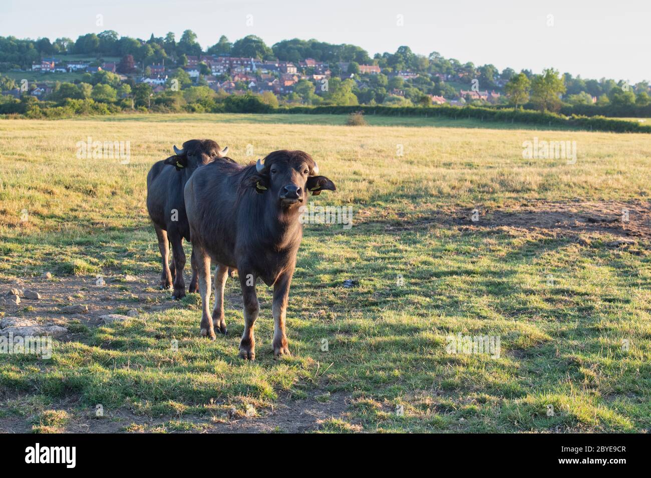 Bubalus bubalis. Bufalo d'acqua nella campagna inglese di prima mattina subito dopo l'alba. Napton, Warwickshire, Inghilterra Foto Stock Bubalus bubalis. Bufalo d'acqua nella campagna inglese di prima mattina subito dopo l'alba. Napton, Warwickshire, Inghilterra Foto Stock