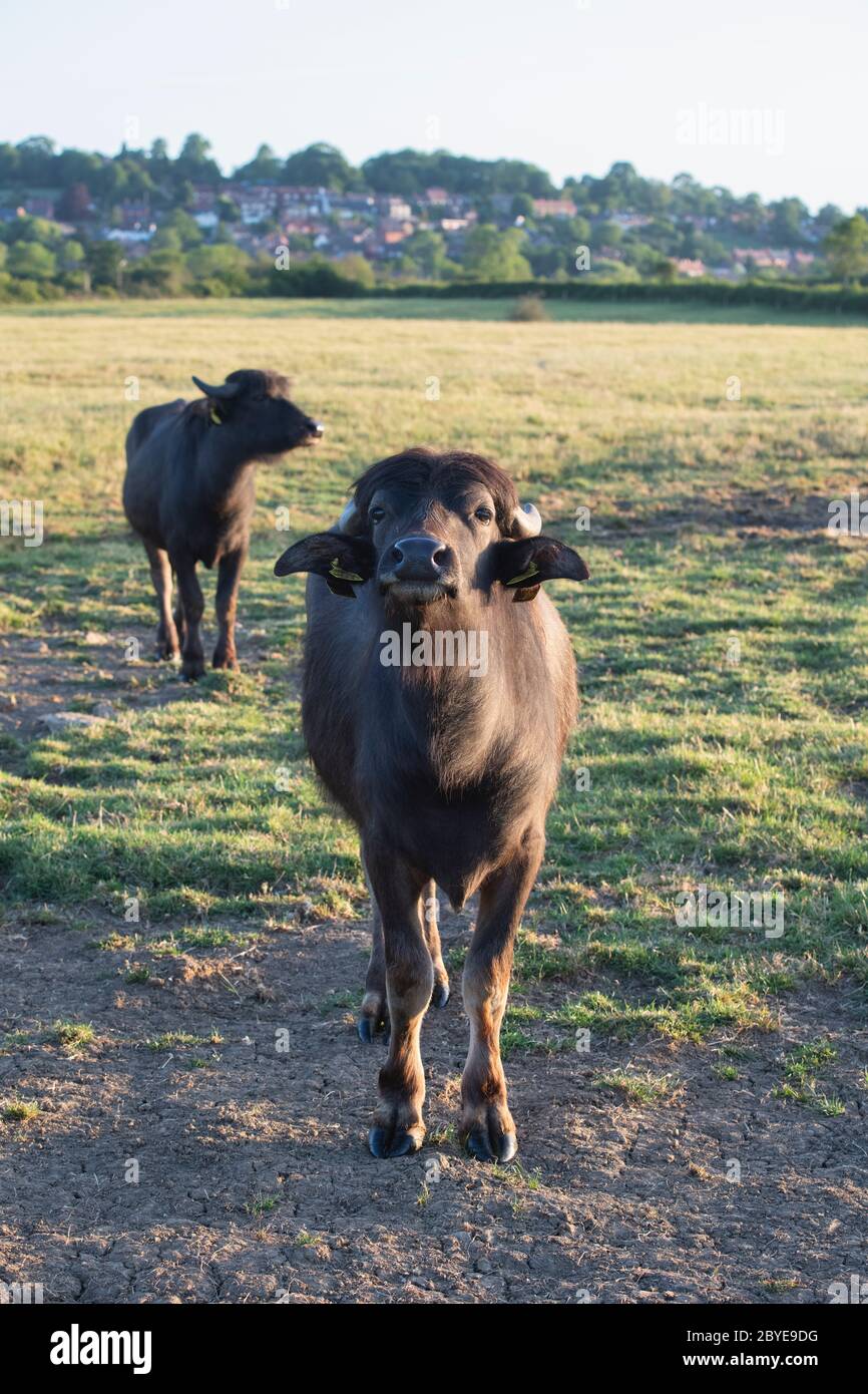 Bubalus bubalis. Bufalo d'acqua nella campagna inglese di prima mattina subito dopo l'alba. Napton, Warwickshire, Inghilterra Foto Stock Bubalus bubalis. Bufalo d'acqua nella campagna inglese di prima mattina subito dopo l'alba. Napton, Warwickshire, Inghilterra Foto Stock