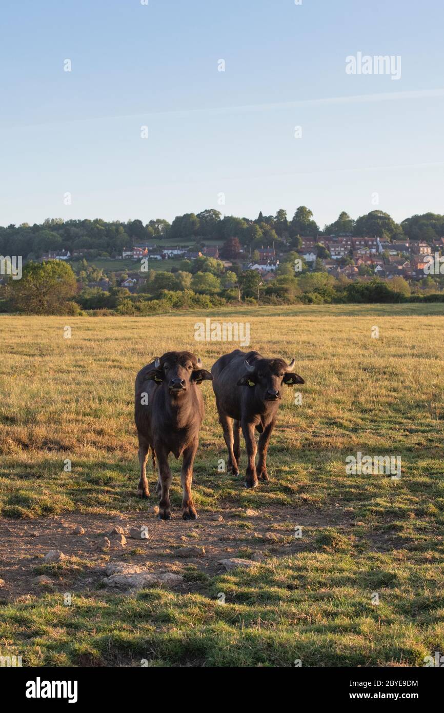 Bubalus bubalis. Bufalo d'acqua nella campagna inglese di prima mattina subito dopo l'alba. Napton, Warwickshire, Inghilterra Foto Stock Bubalus bubalis. Bufalo d'acqua nella campagna inglese di prima mattina subito dopo l'alba. Napton, Warwickshire, Inghilterra Foto Stock