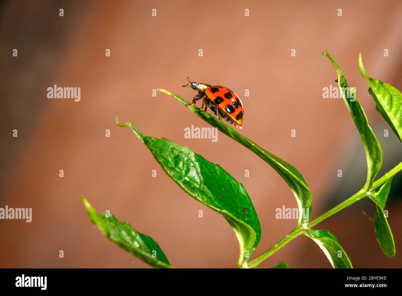 Asian Lady Beetle - Harmonia axyridis Foto Stock