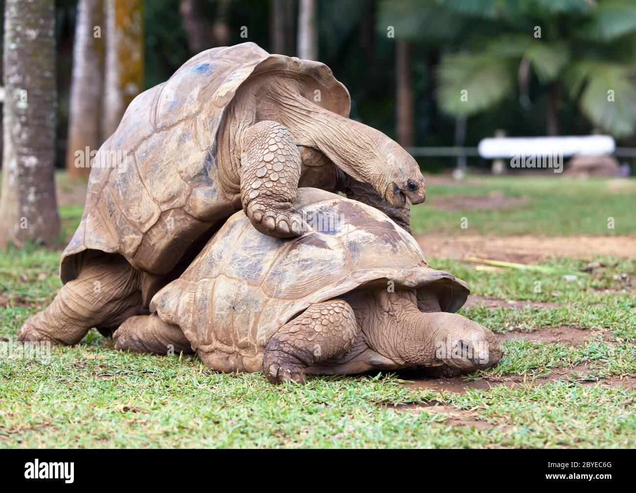 Tartaruga delle grandi Seychelles nel parco della riserva la Vanille. Foto Stock