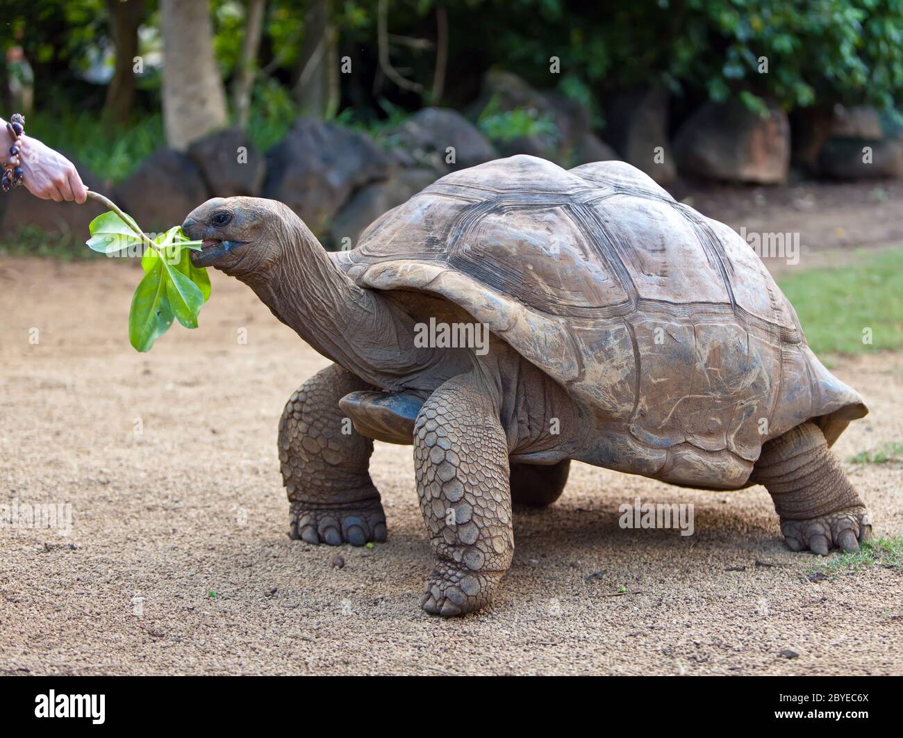 Big Seychelles tartaruga mangiare. Parco della riserva la Vanille Foto Stock