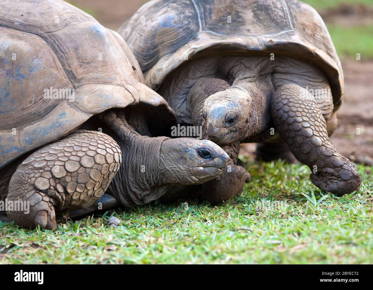 Tartaruga delle grandi Seychelles nel parco della riserva la Vanille. Foto Stock