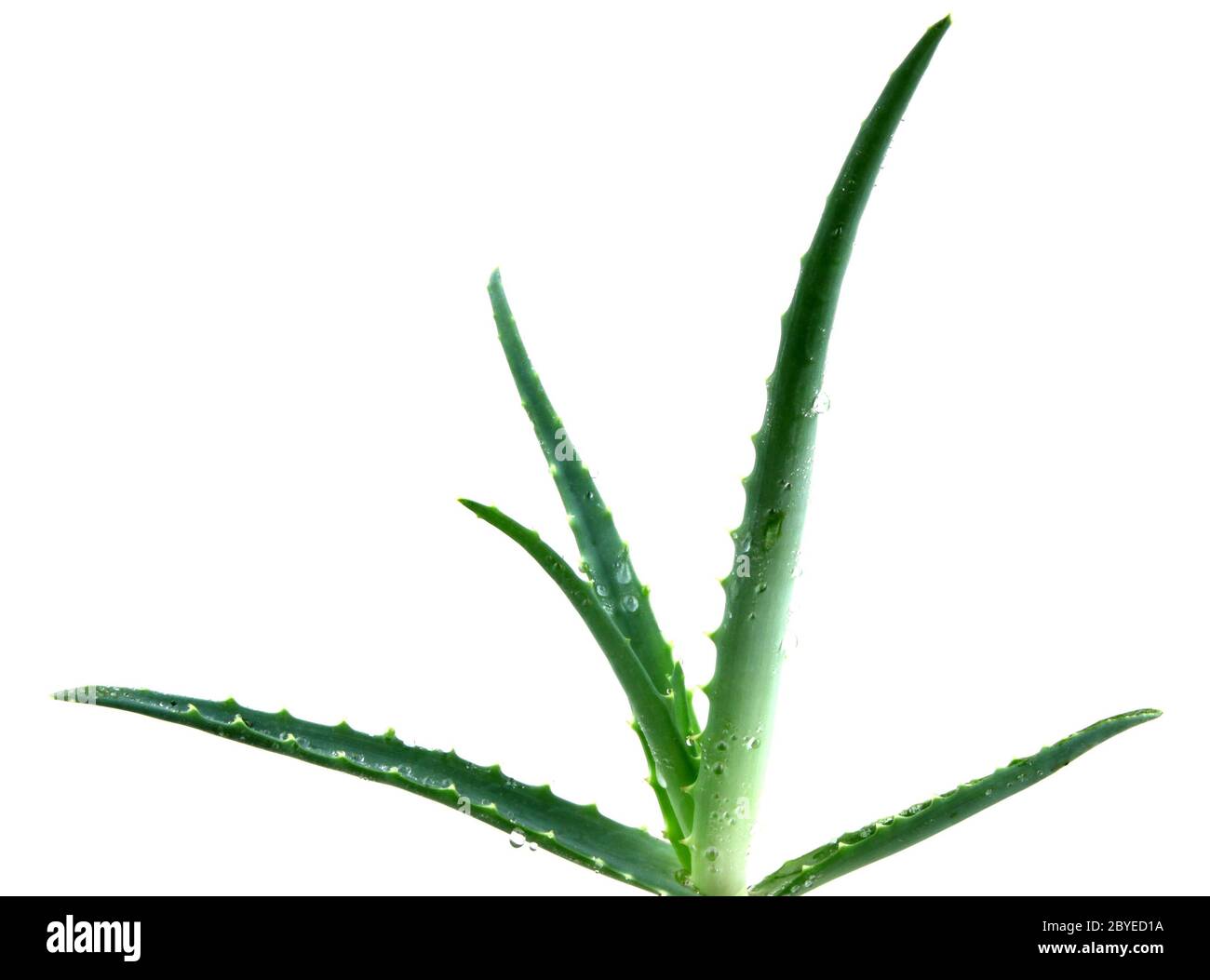 Aloe vera Foto Stock