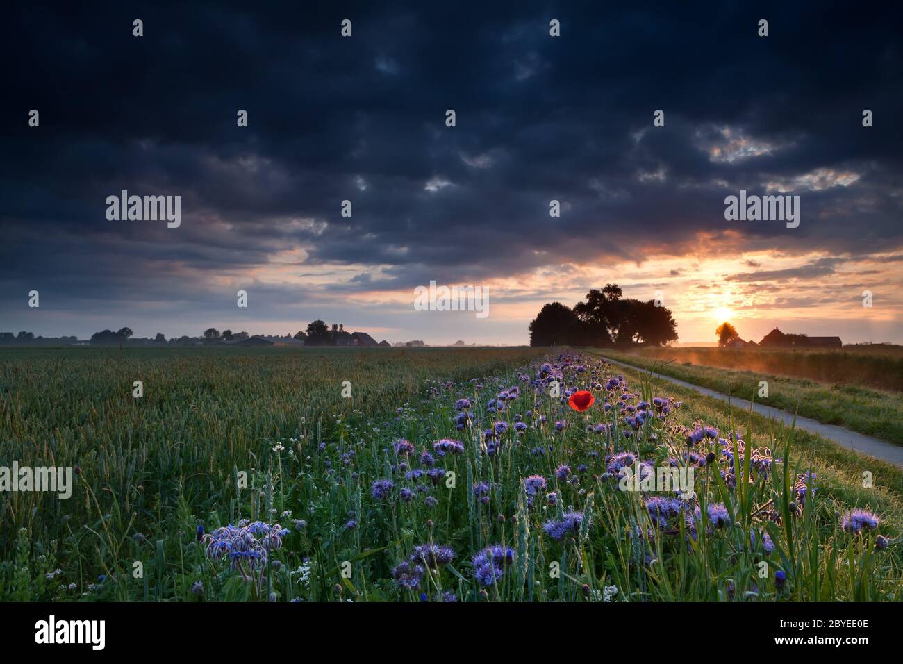 calda alba estiva su prati fioriti Foto Stock