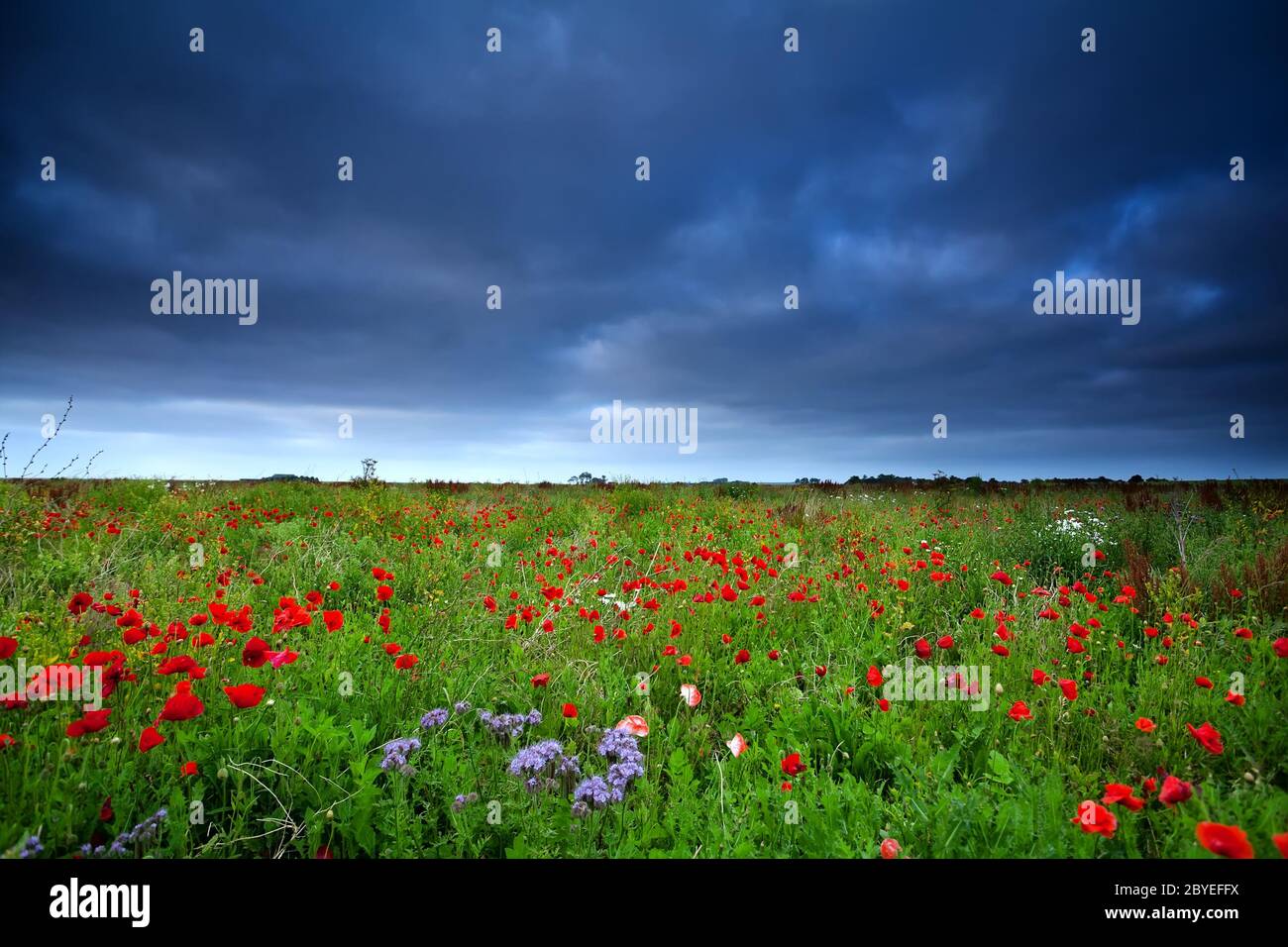 campo di fiori di papavero e cielo scuro Foto Stock