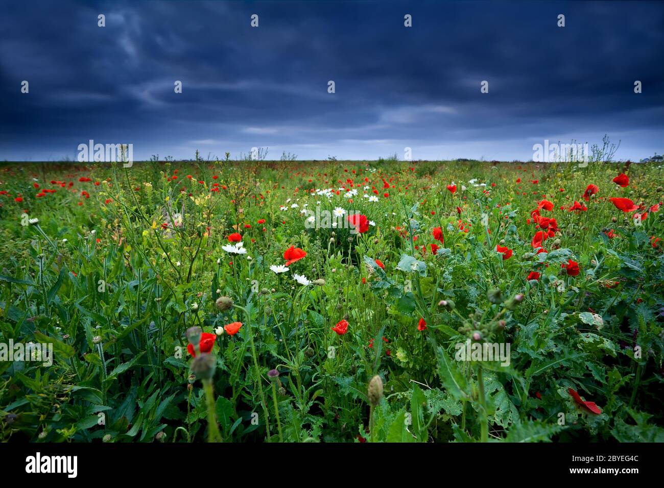 fiori di papavero rosso su campo verde Foto Stock