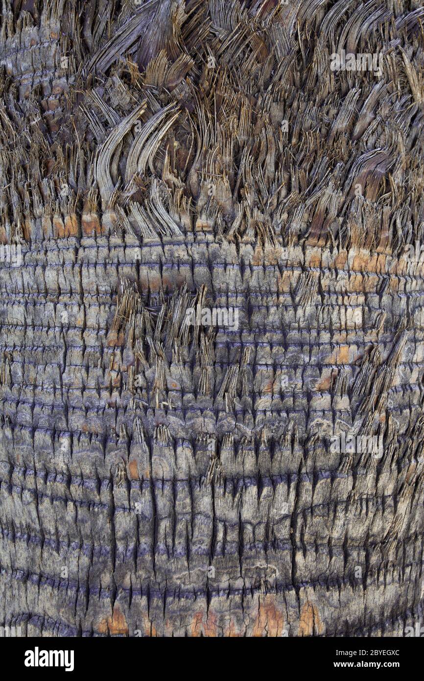 Superficie dell'albero delle palme Foto Stock