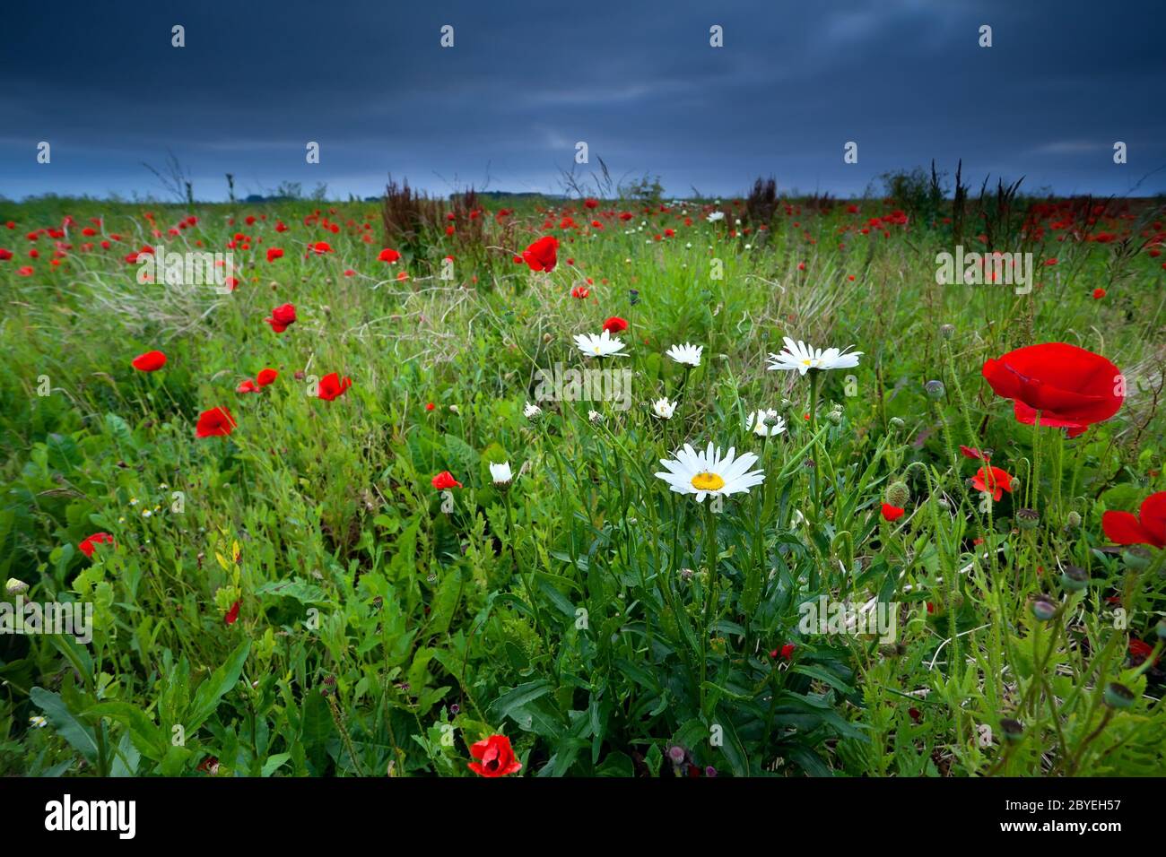 fiori di papavero e margherita in estate Foto Stock