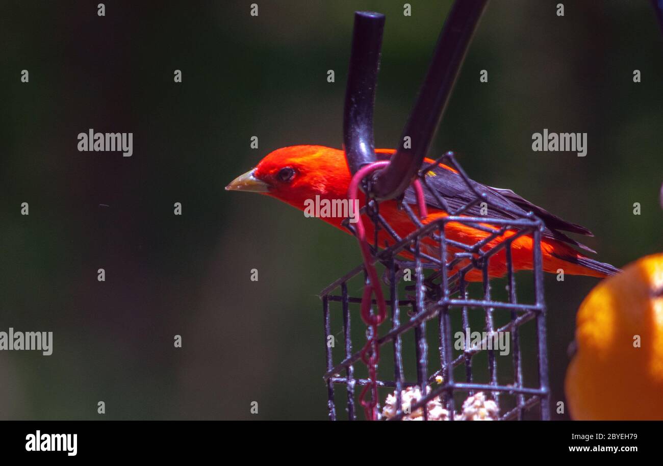 Tanager Scarlet rosso brillante in un alimentatore posteriore Foto Stock