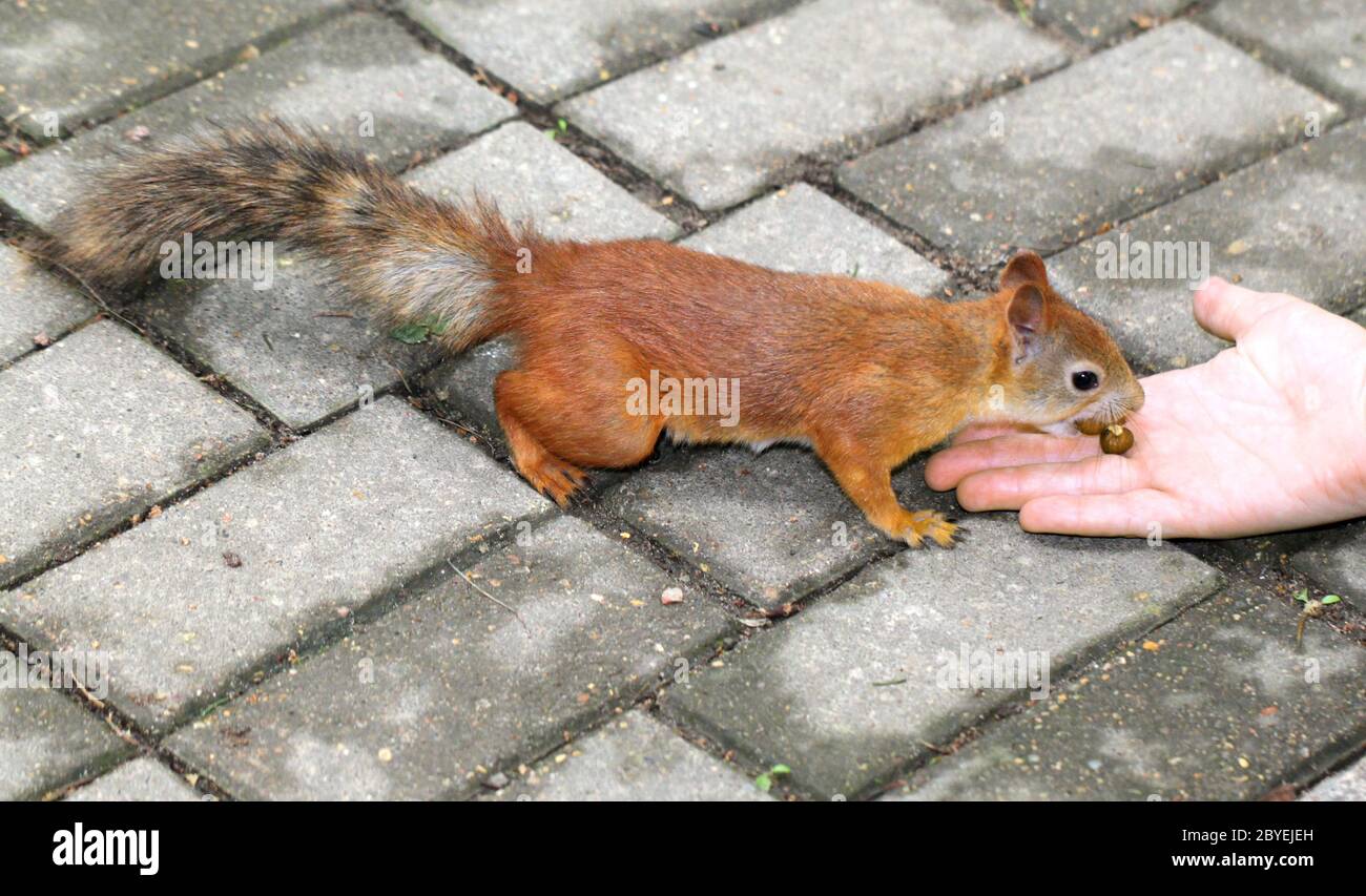 Lo scoiattolo mangiare un dado con due mani Foto Stock
