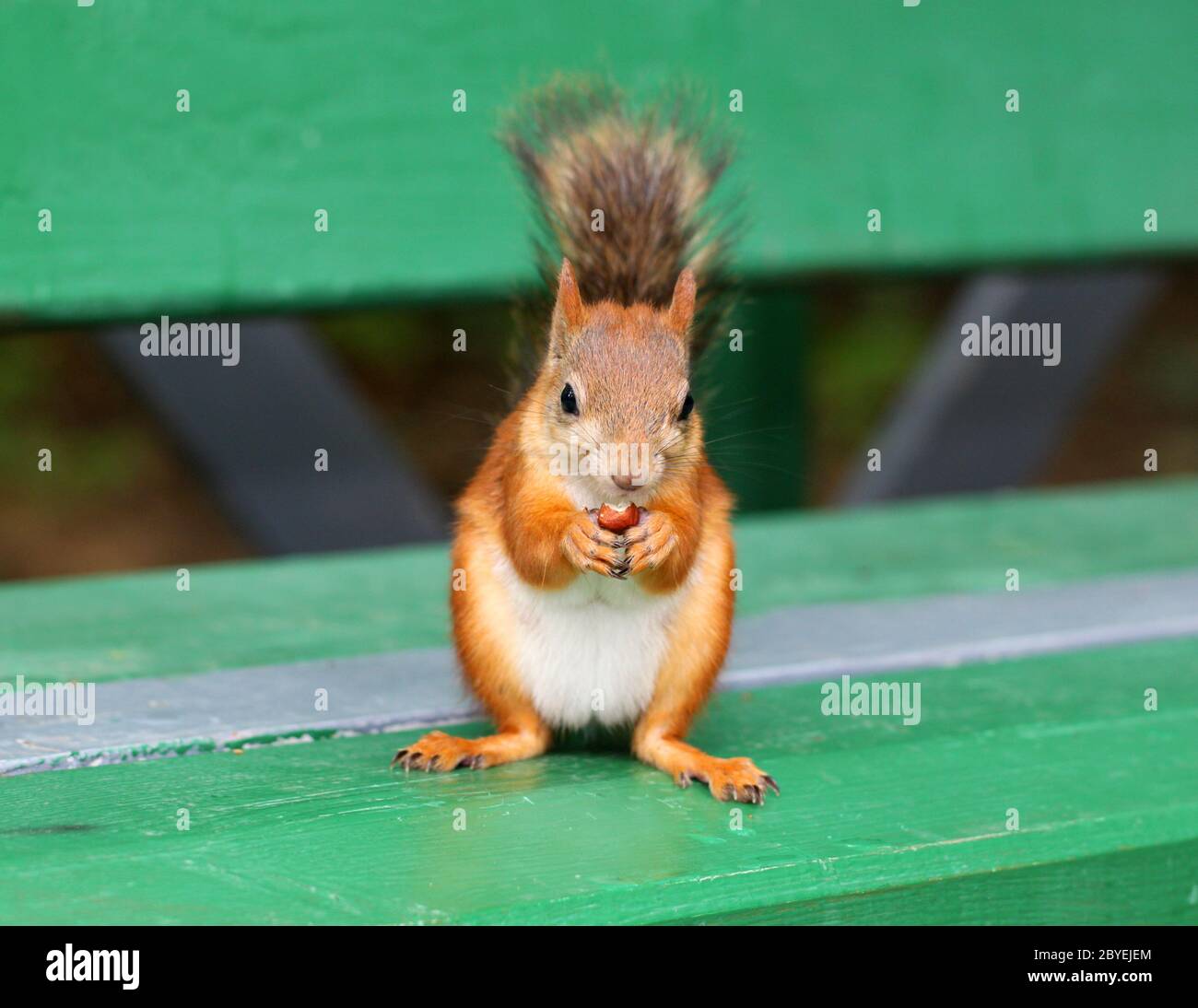 Lo Scoiattolo a mangiare una deliziosa dado Foto Stock