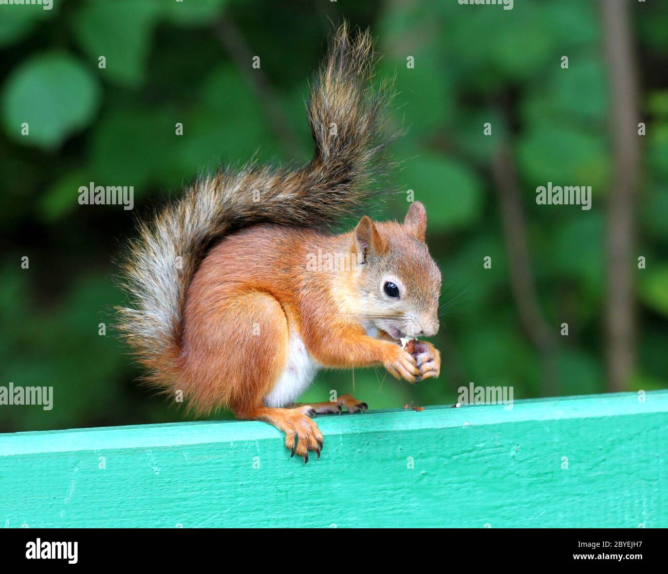 Lo Scoiattolo a mangiare una deliziosa dado Foto Stock
