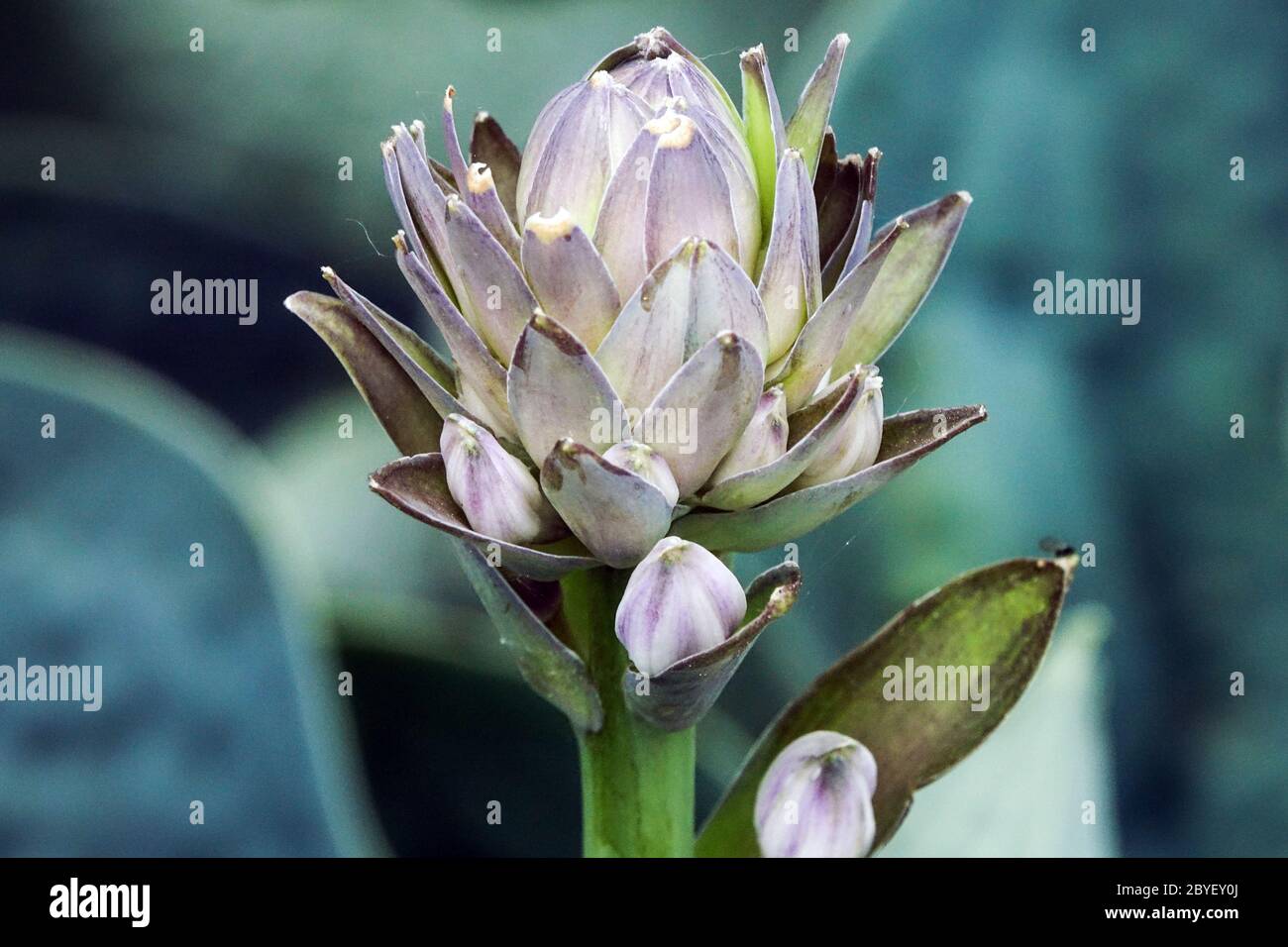 Hosta Love Pat primo piano fiore gemma Foto Stock