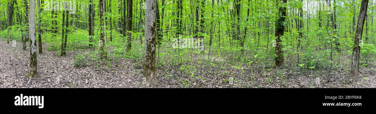 foresta decidua con verde verde fresco in primavera. paesaggio panoramico Foto Stock