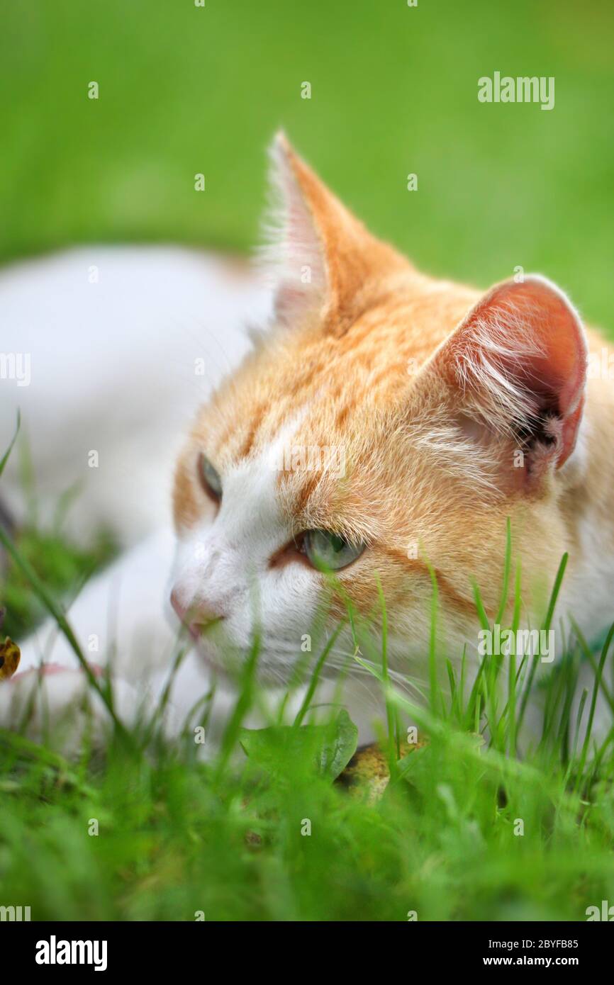 Bella bianco - rosso gatto sogni di erba verde Foto Stock