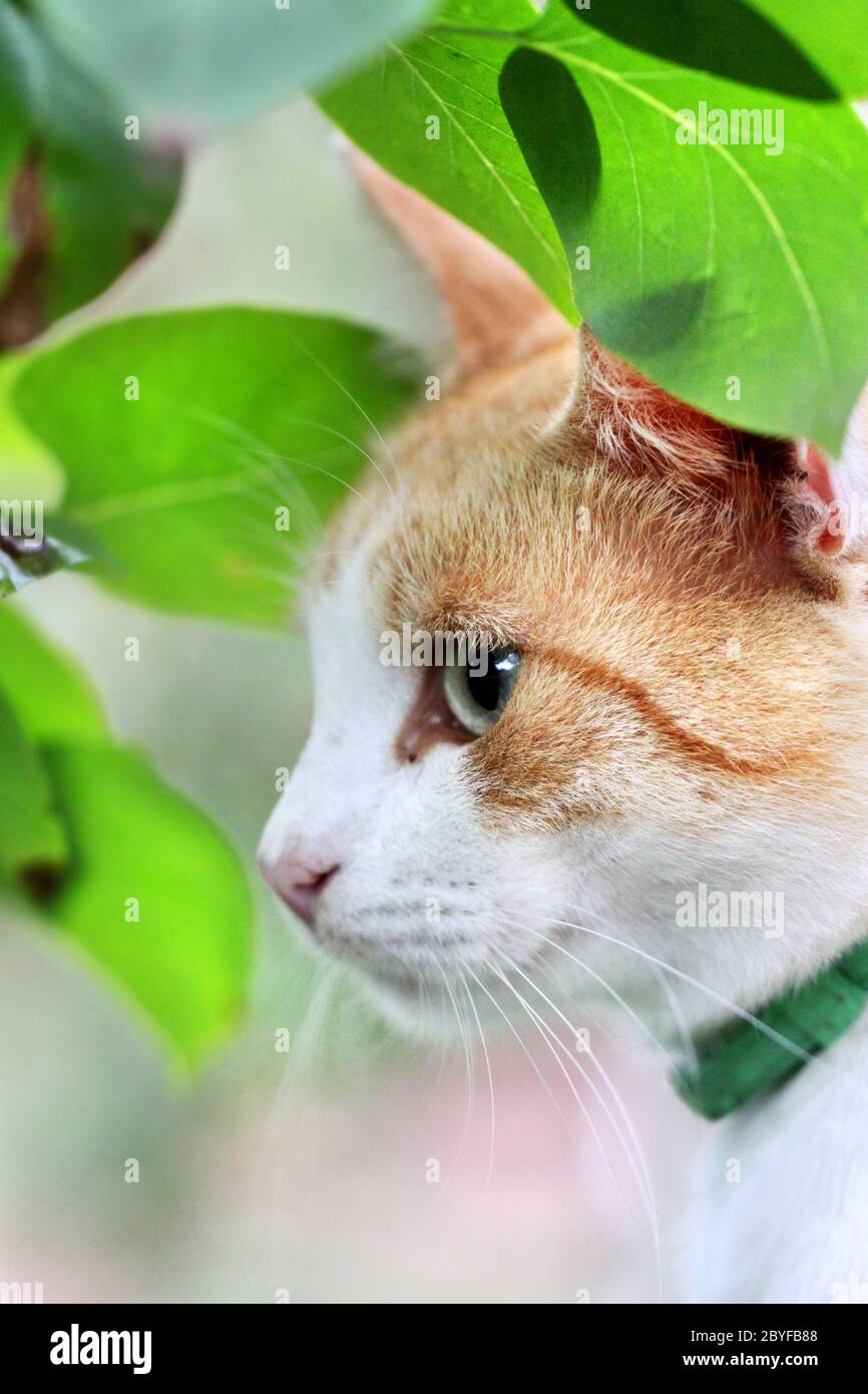 Bella bianco - rosso gatto è in foglie verdi Foto Stock