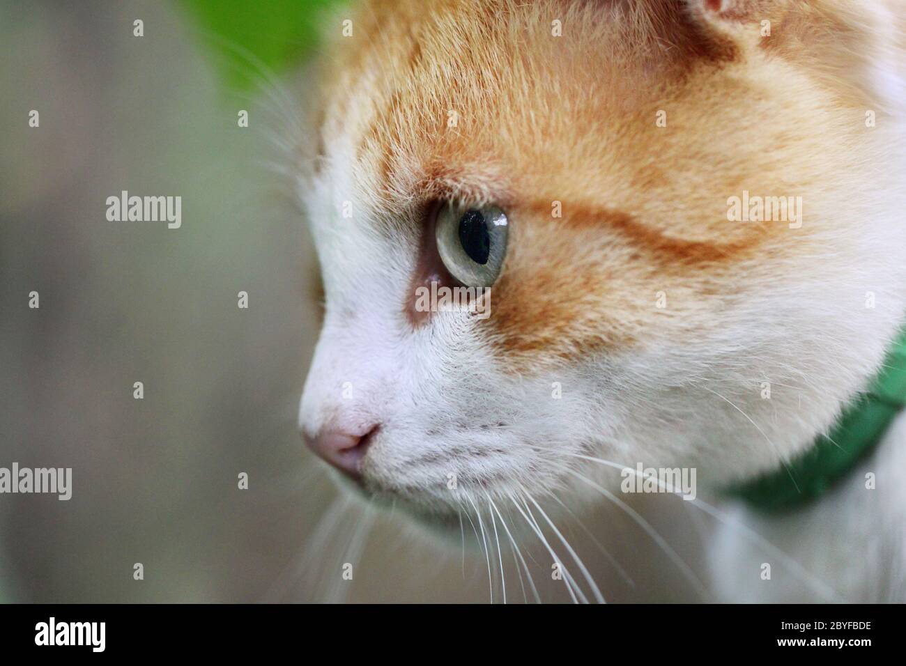 Ritratto di bella rossa a pelo di gatto bianco Foto Stock