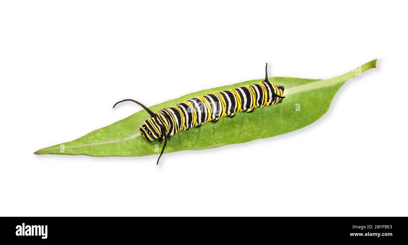 Monarca farfalla caterpillar o larva su una foglia di alga isolato su sfondo bianco Foto Stock