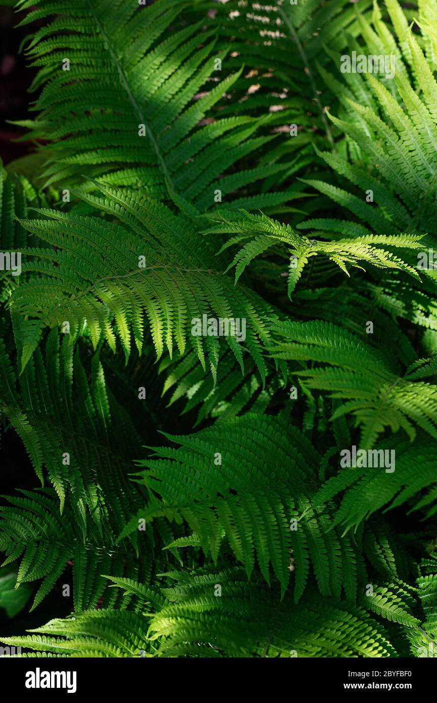 Fern lascia da vicino. Sfondo verde naturale. Primo piano. Ritaglio verticale. Foto Stock