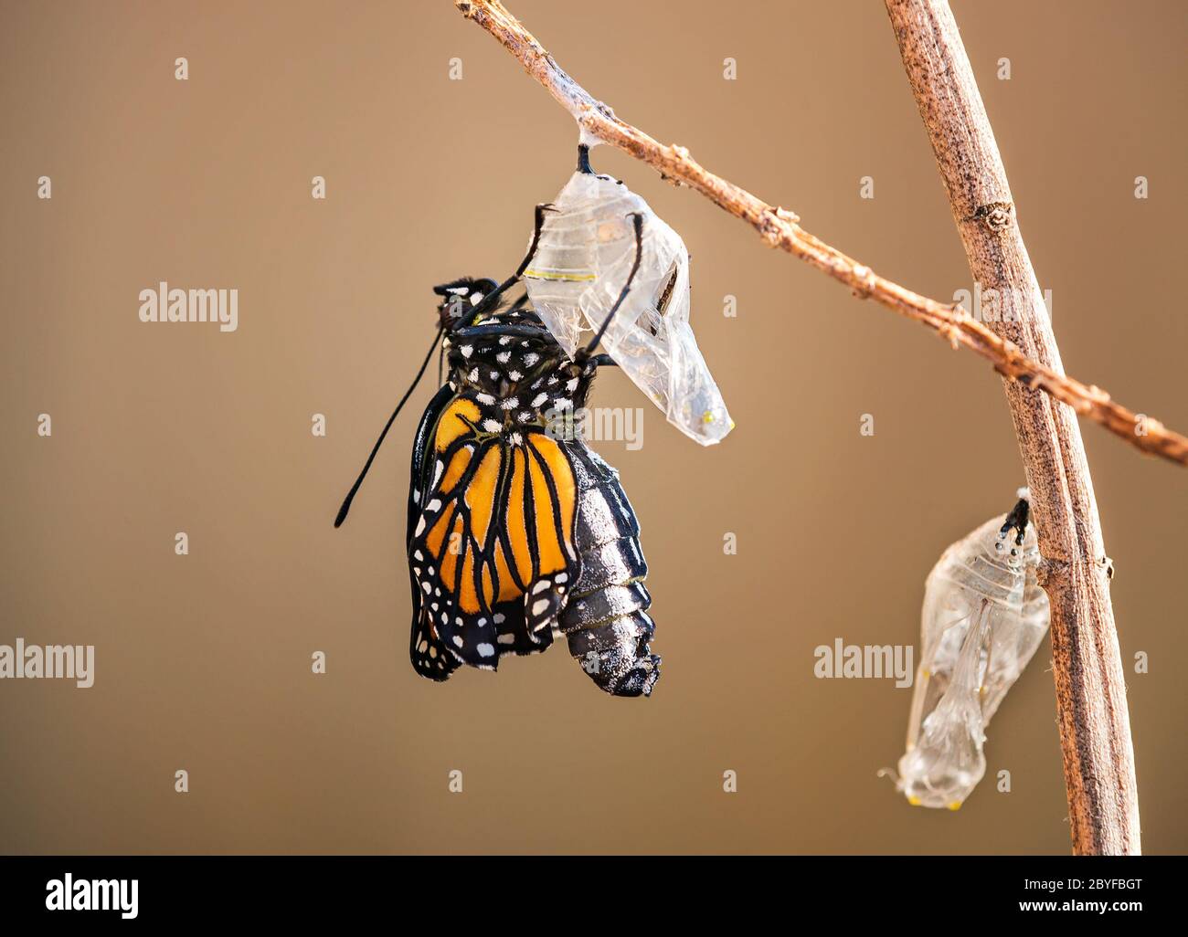 Farfalla monarca (danaus plexippus) che emerge dal crisalide sul ramo delle mungote Foto Stock