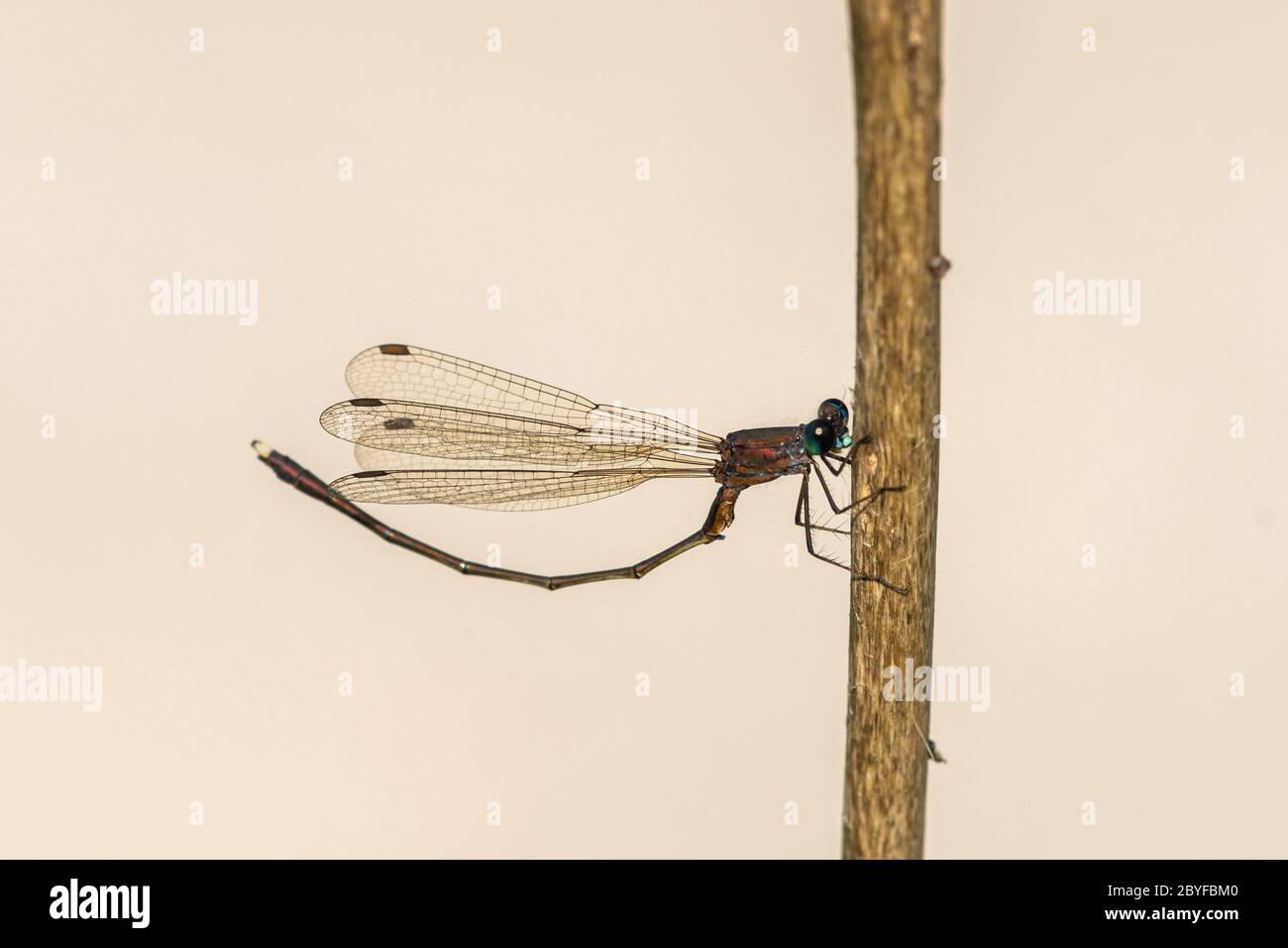 Un'estivatura orientale del salice (Chalcolestes parvidens) che poggia su una pianta, grado (Italia) Foto Stock