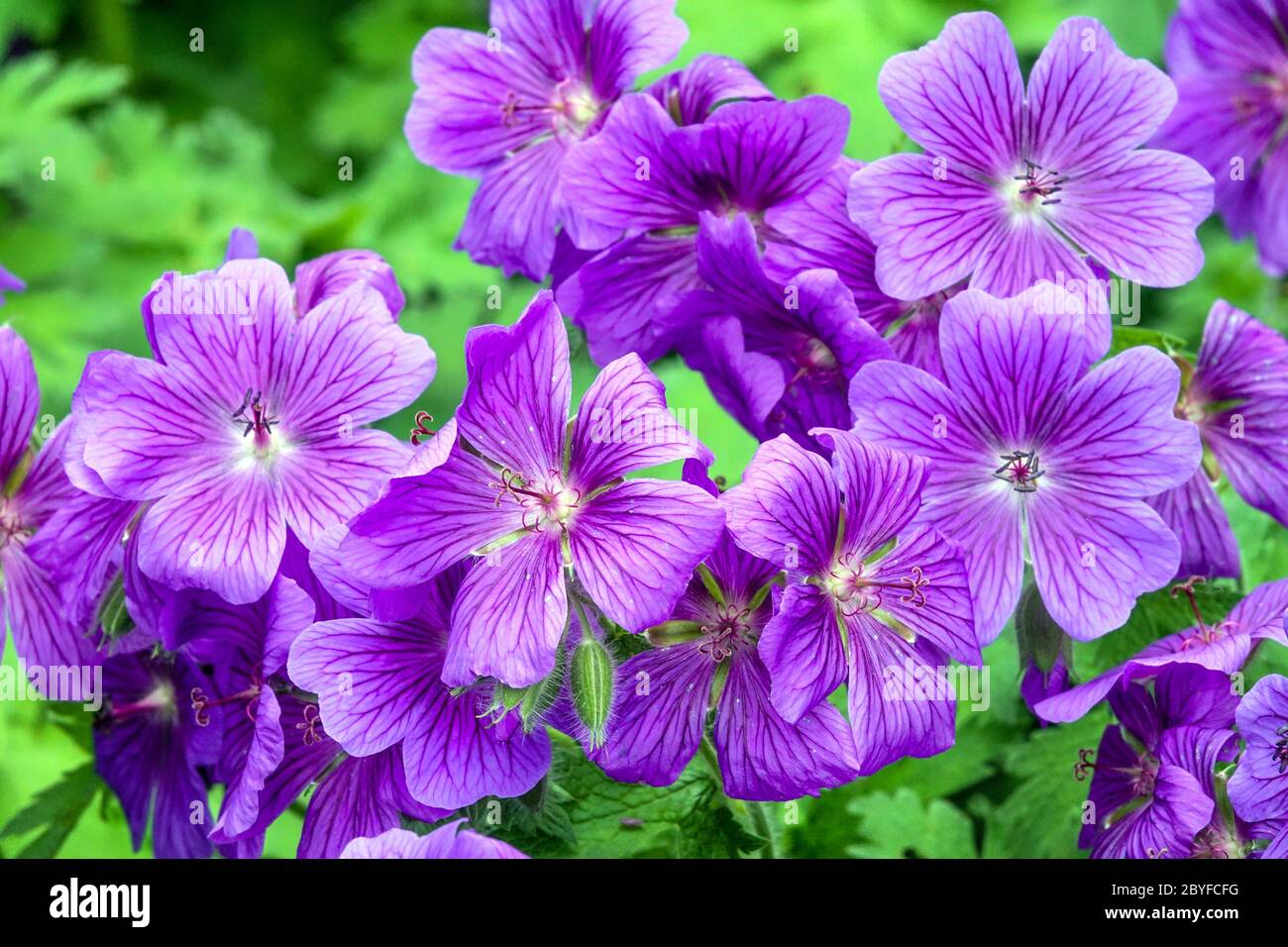 Crenesbils geranio x magnificum Foto Stock