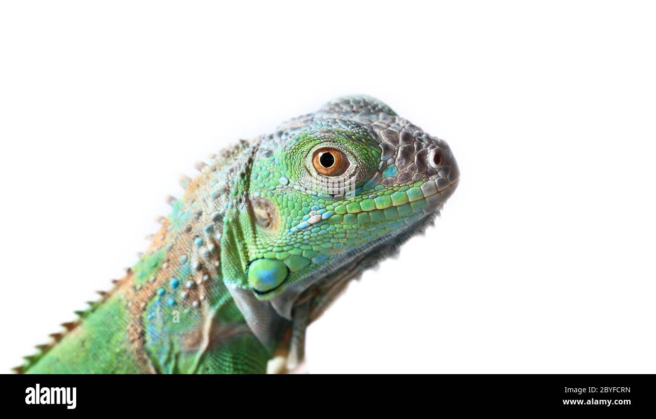 Verde (iguana Iguana iguana) isolato su sfondo bianco Foto Stock