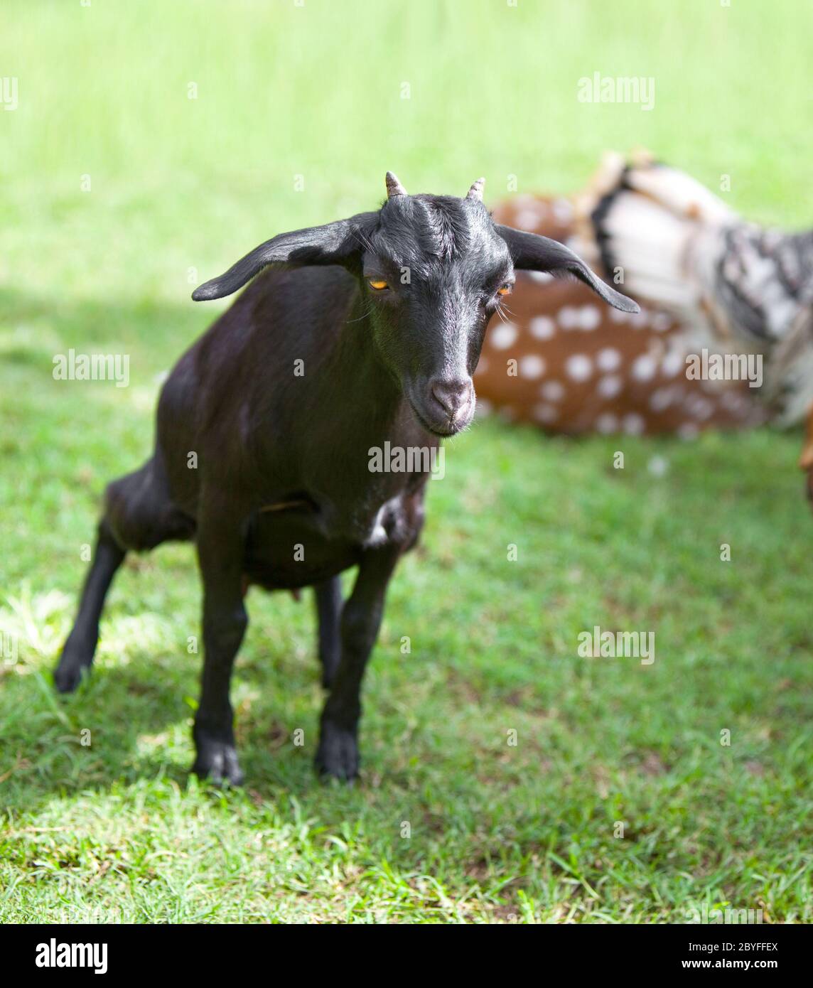 capra nera Foto Stock