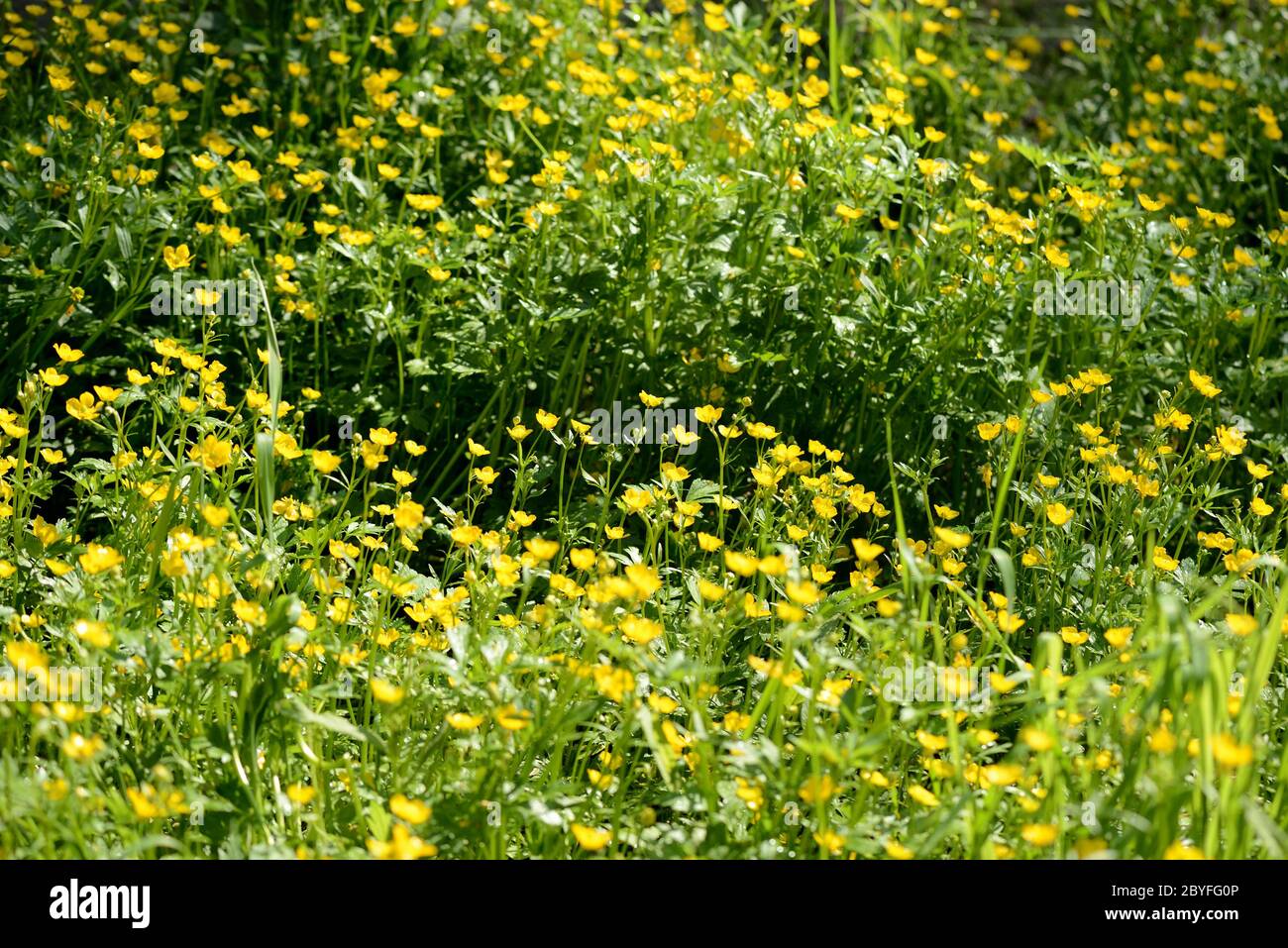 Fiori gialli luminosi di buttercups in una radura di foresta in una giornata di sole. Sfondo estivo naturale Foto Stock