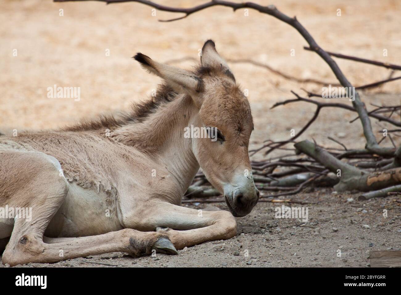 Onagro (Equus hemionus) Foto Stock