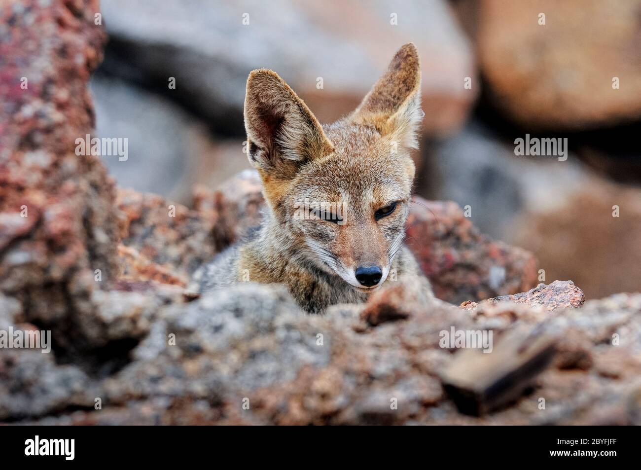 Solitario di volpe cilena nel deserto di Atacama, Cile Foto Stock