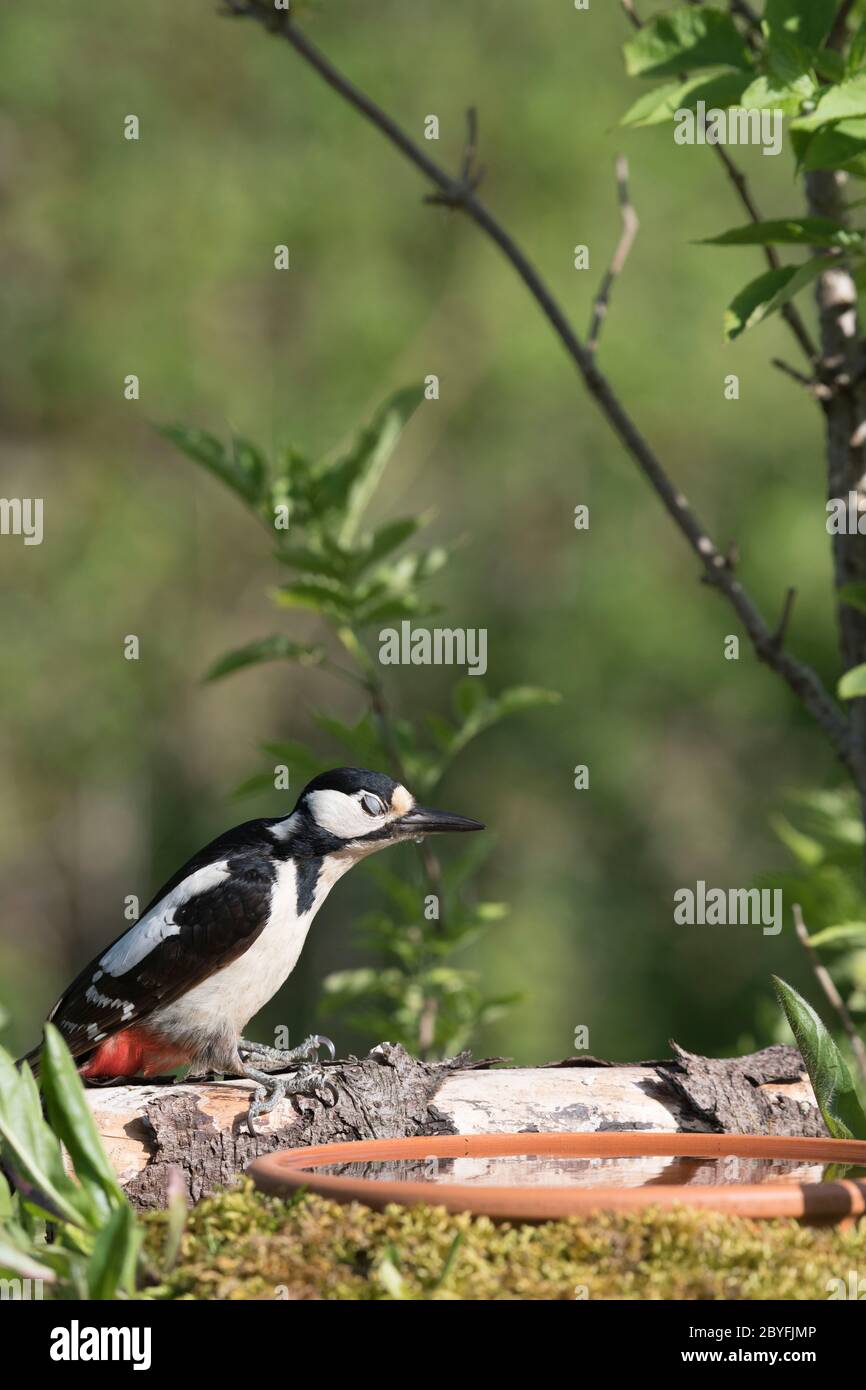 Un Picchio femmina grande puntato (Dendrocopos Major) Con gli occhi chiusi in piedi da un bagno di uccello giardino Foto Stock