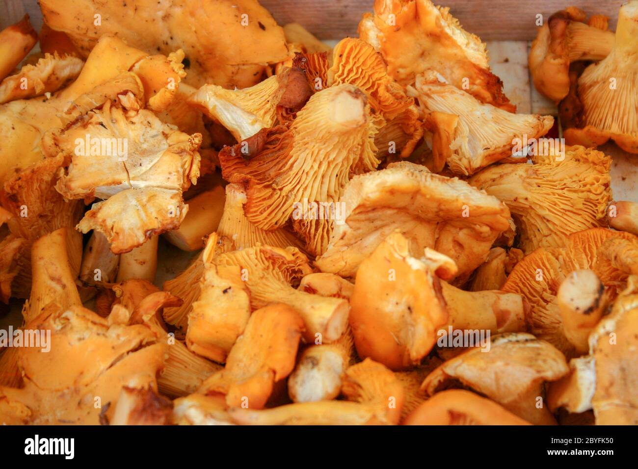 Funghi galletti o gallinacci in stretta fino Foto Stock