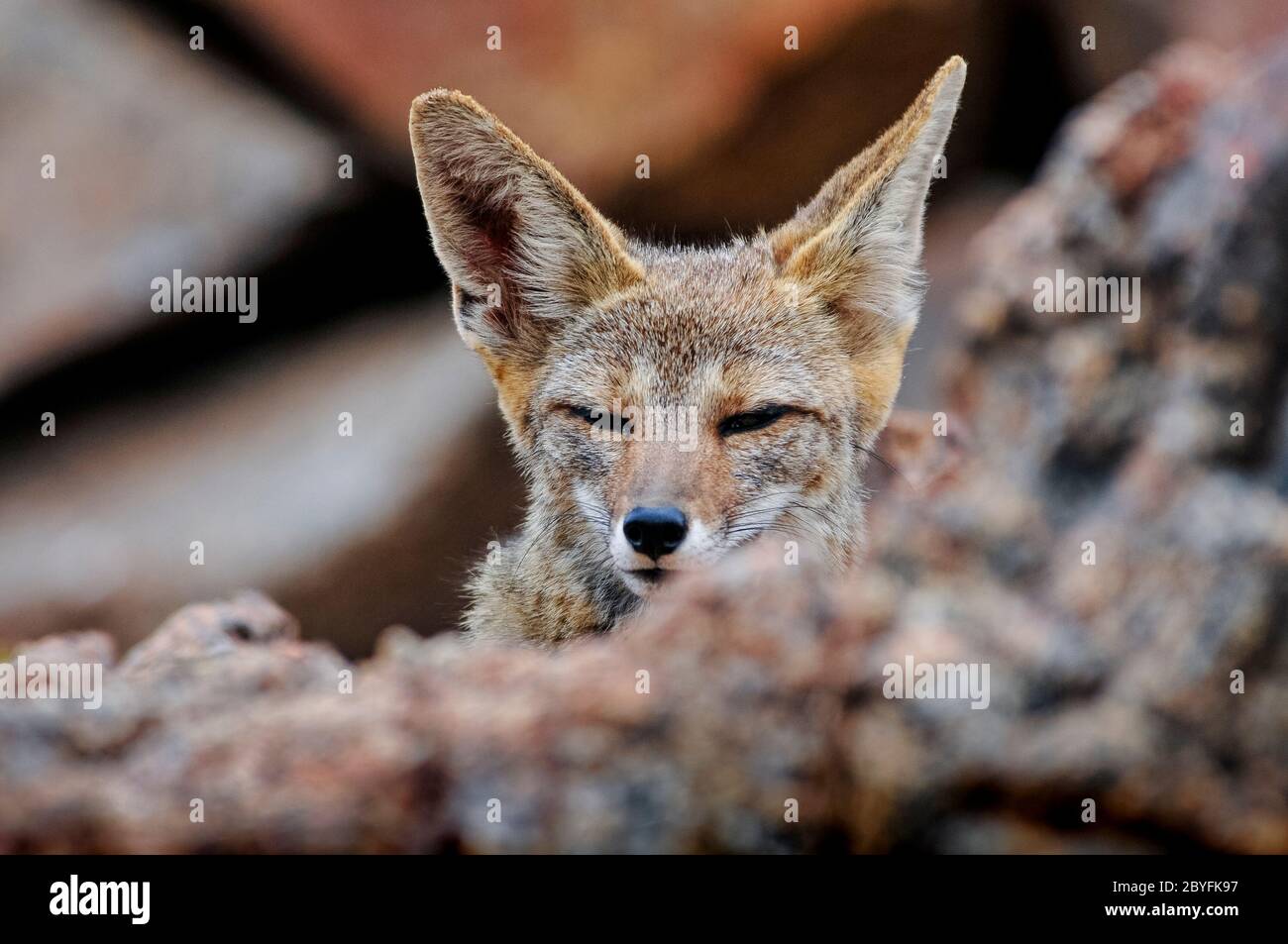 Solitario di volpe cilena nel deserto di Atacama, Cile Foto Stock