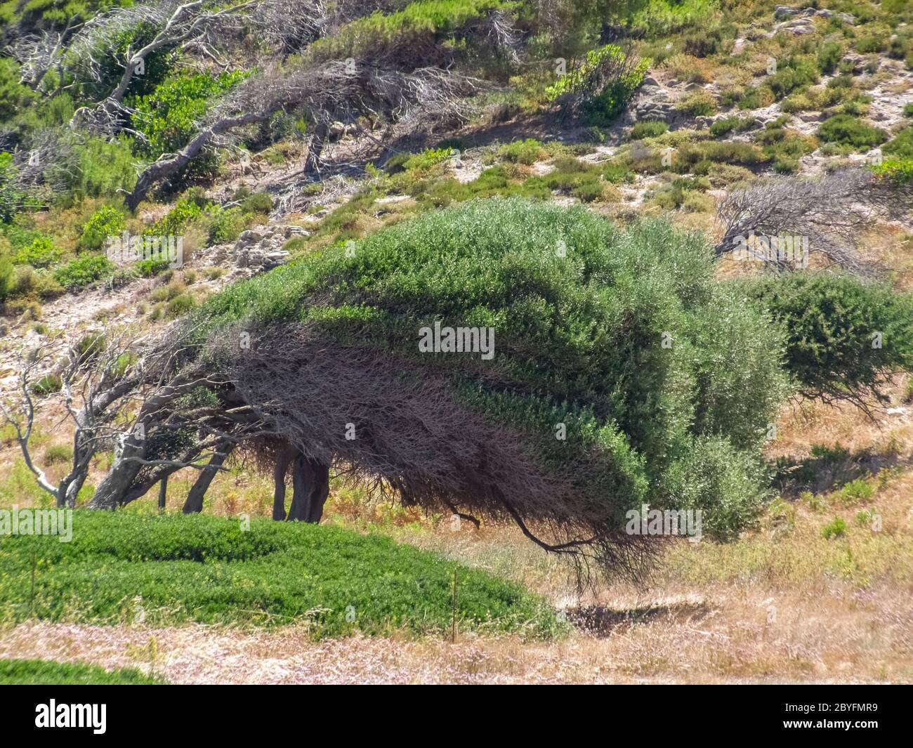 Scenario di vegetazione soleggiato che comprende un albero formato dal vento intorno a Xanemos a Skiathos, una delle isole greche delle Sporadi Foto Stock